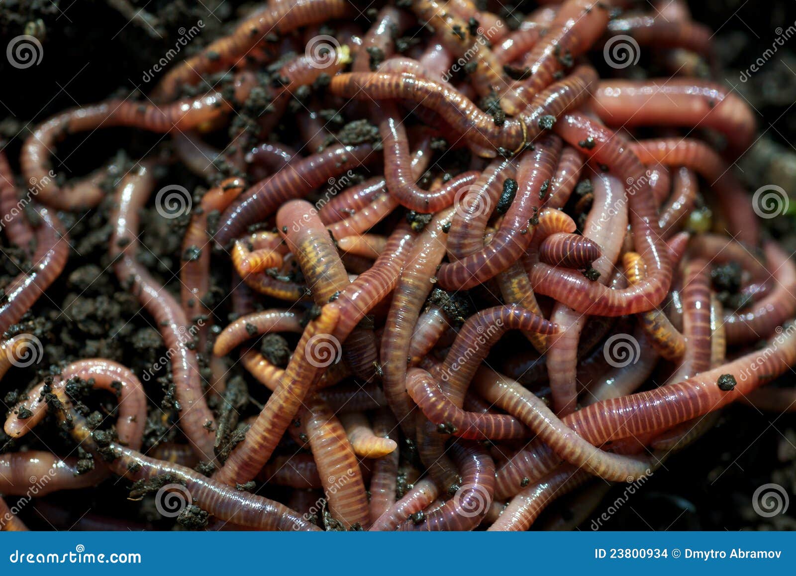 an analysis of the earthworms Recorded distribution of earthworms of the family octochaetidae in earthworms in relation to very limited data on diversity analysis. an analysis of the earthworms Recorded distribution of earthworms of the family octochaetidae in earthworms in relation to very limited data on diversity analysis.