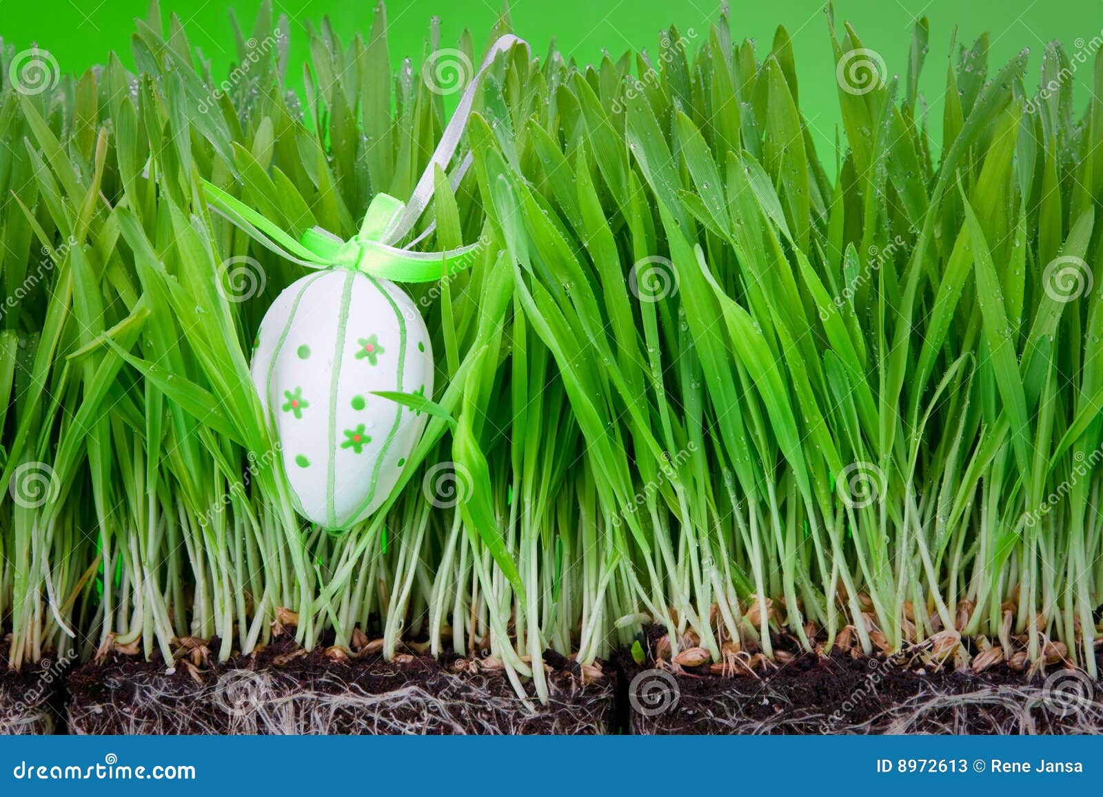 Easter Egg Hidden In Grass Stock Photos Image 8972613