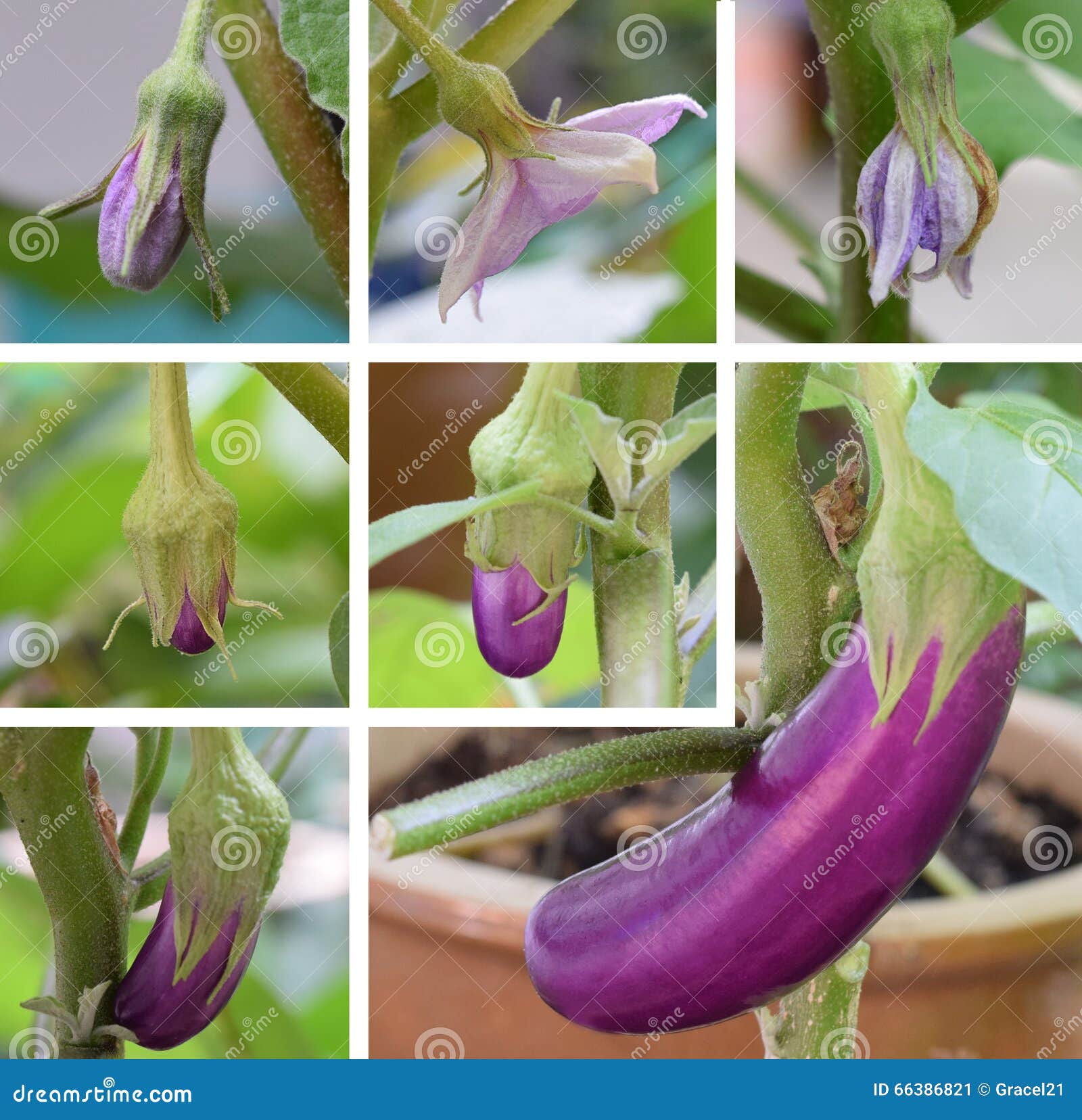 Collection 32+ Stock Images is there a male and female eggplant Sharp Collection 32+ Stock Images is there a male and female eggplant Sharp