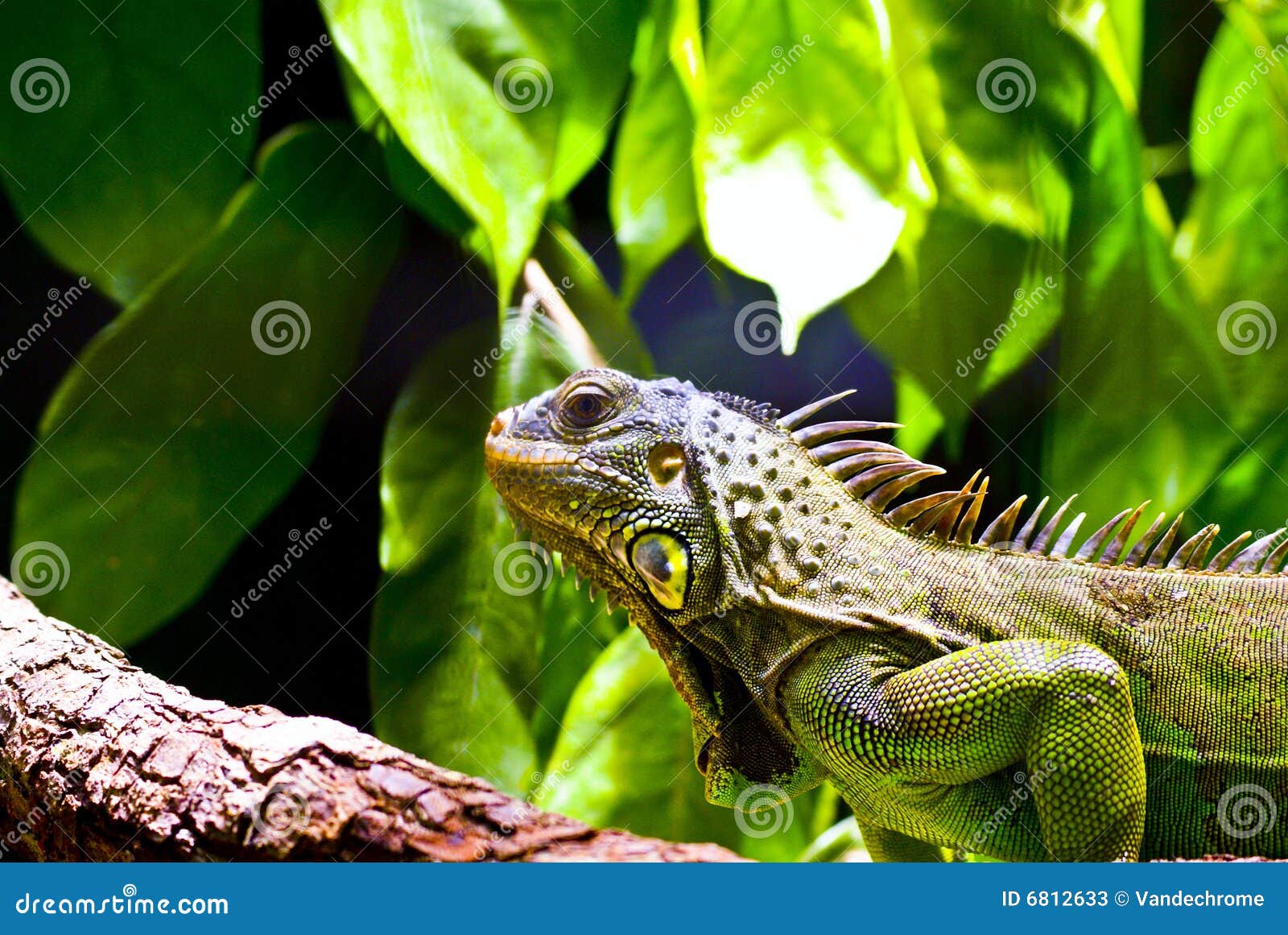 iguana y su habitat