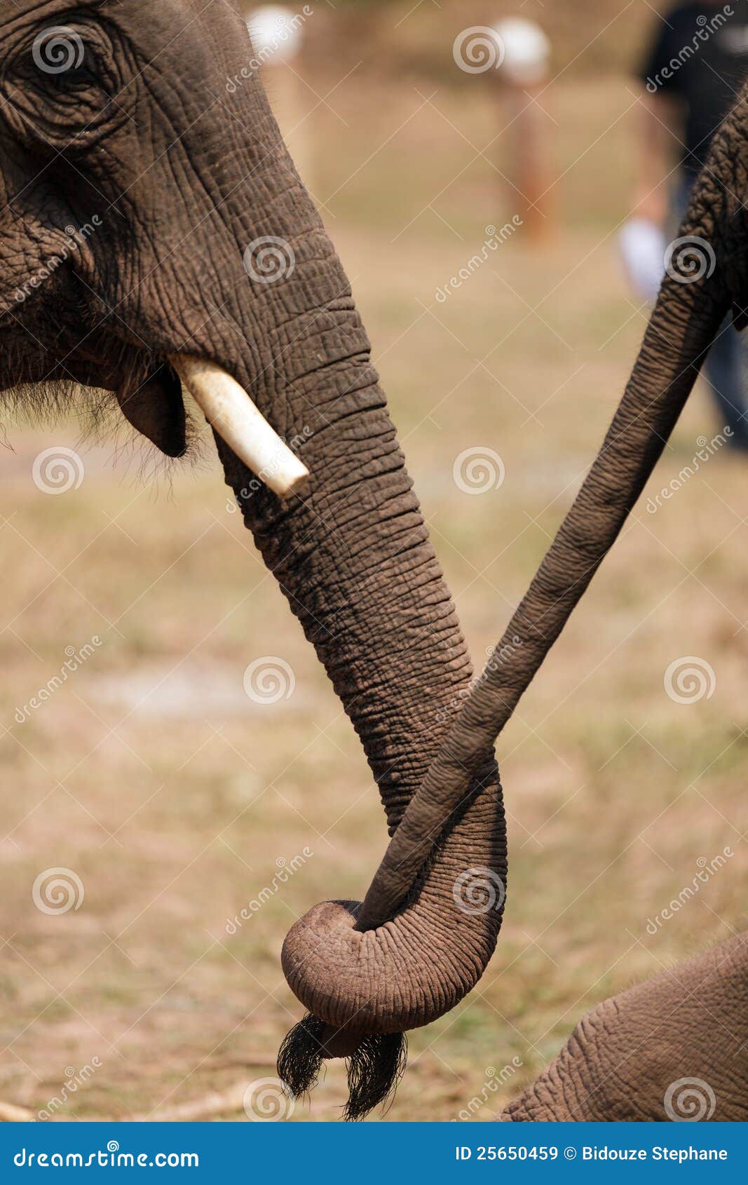 Elephant Couple Royalty Free Stock Images - Image: 25650459