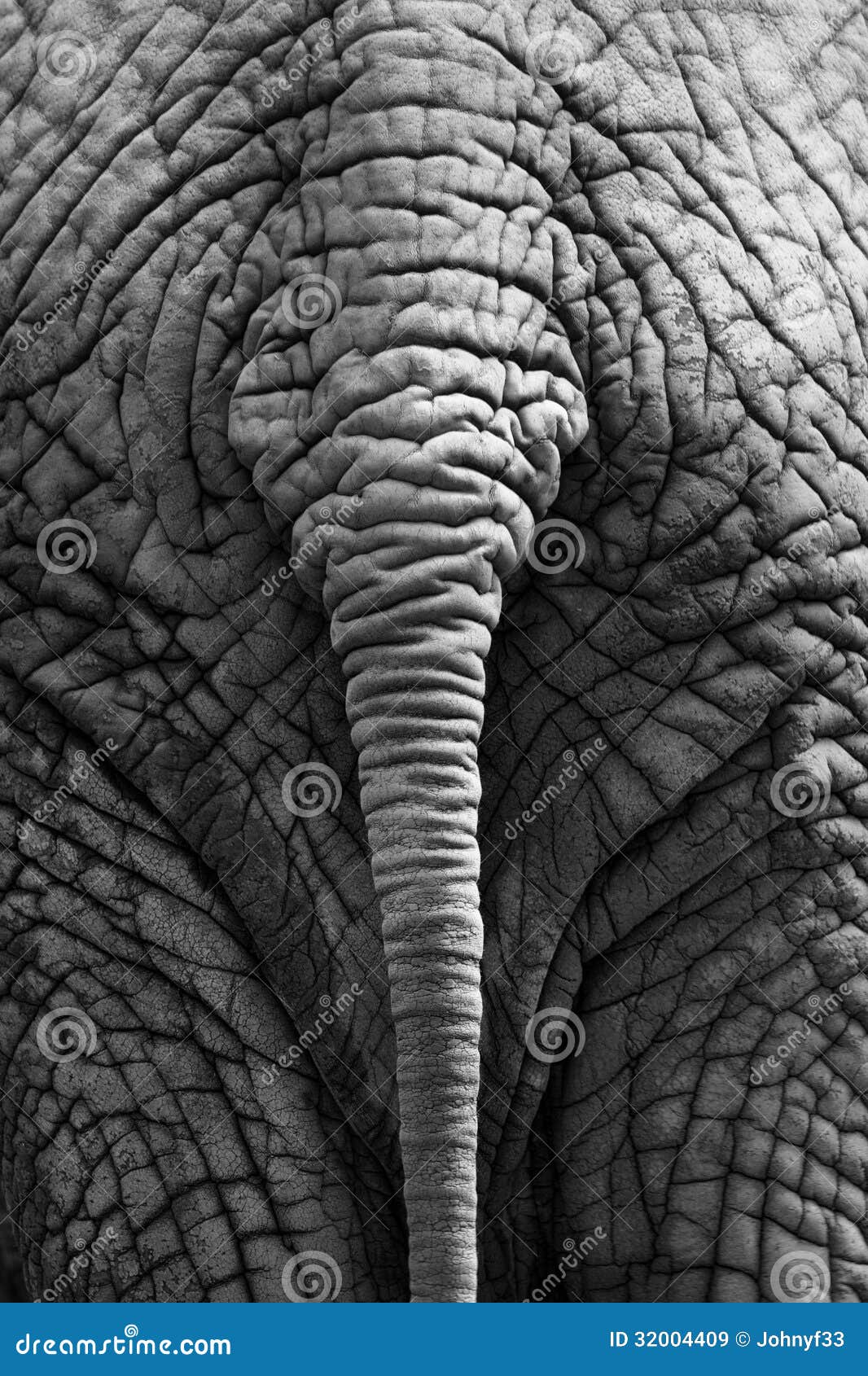 elephant tail clipart - photo #26