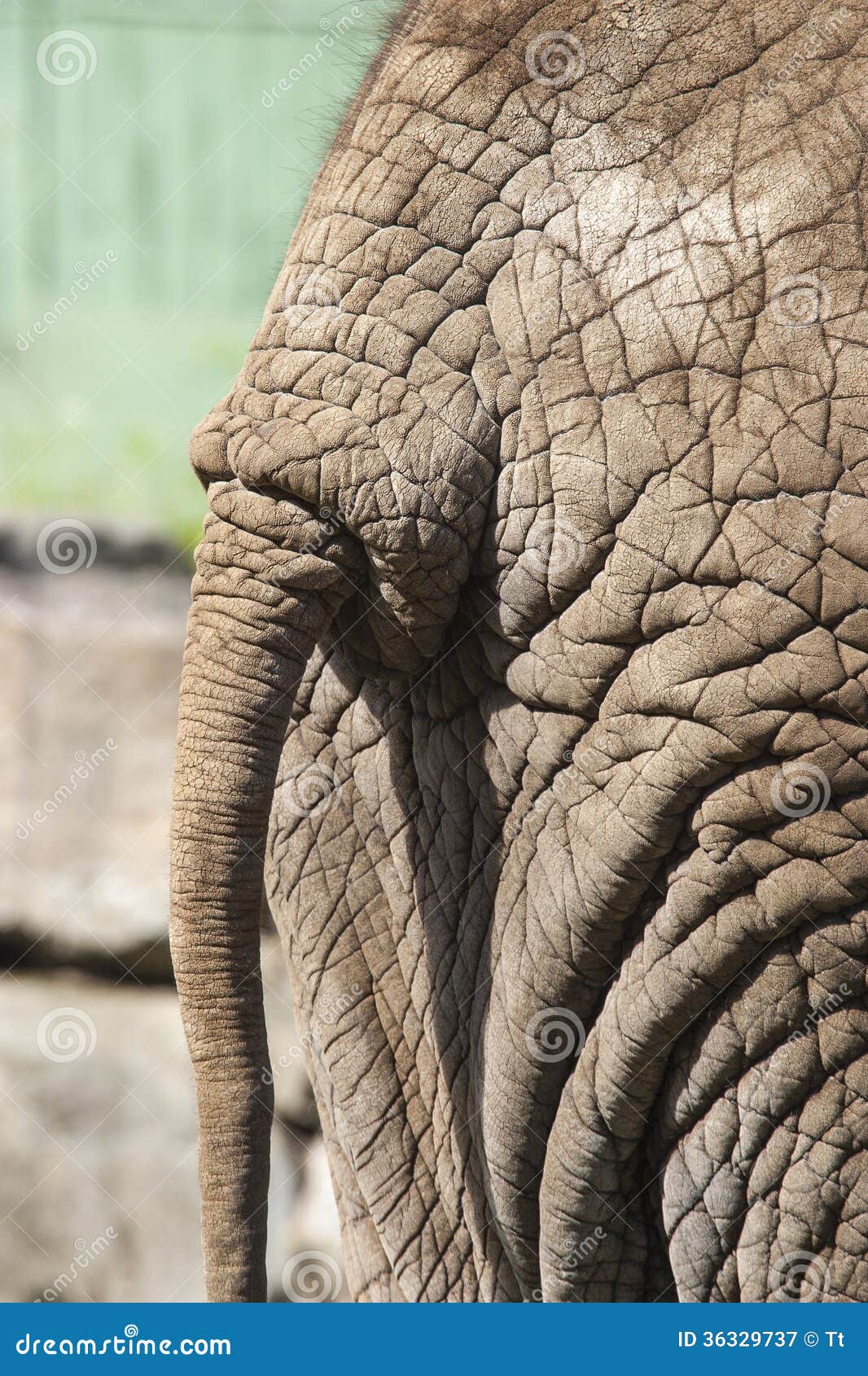 elephant tail clipart - photo #46