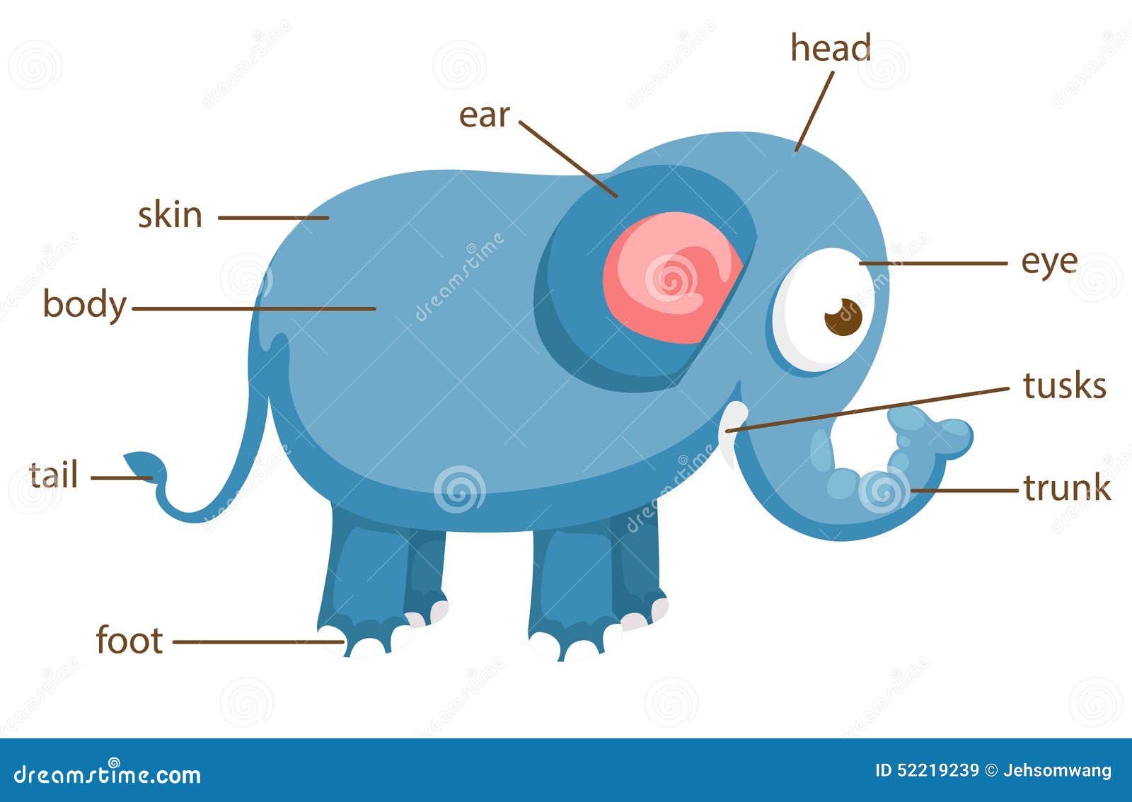 Elephant Vocabulary Part Of Body Vector Stock Vector - Image: 52219239