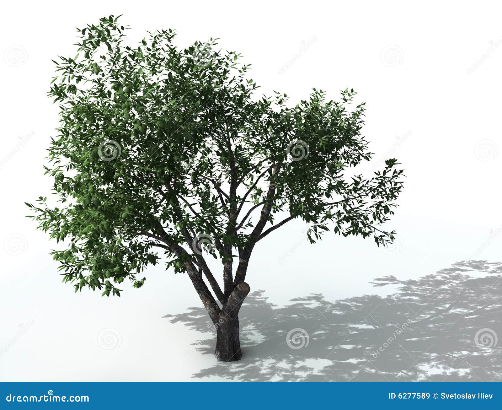 free clipart elm tree - photo #49