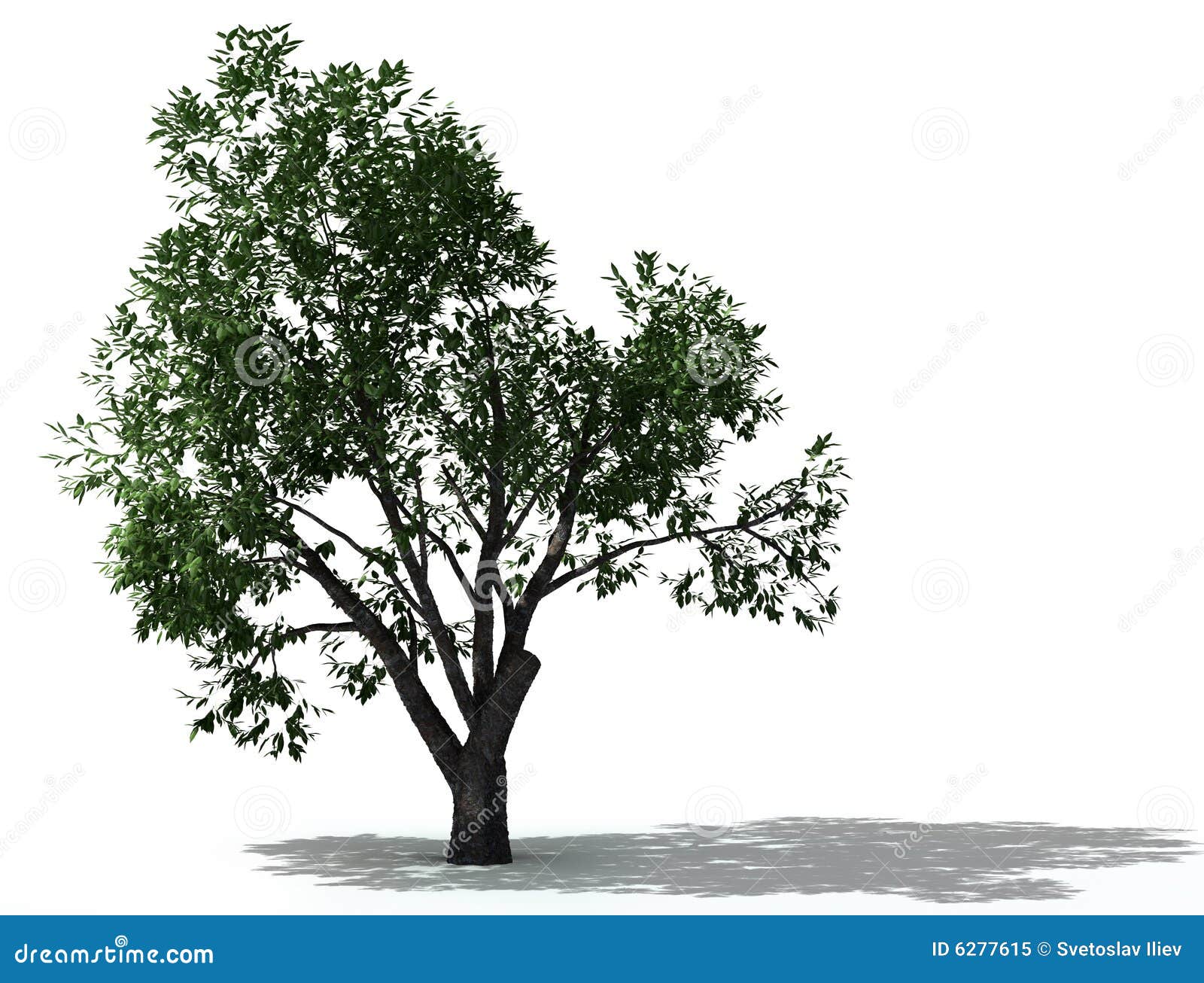 free clipart elm tree - photo #16