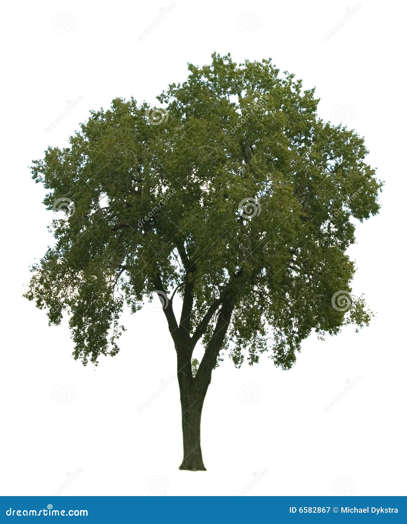 free clipart elm tree - photo #33