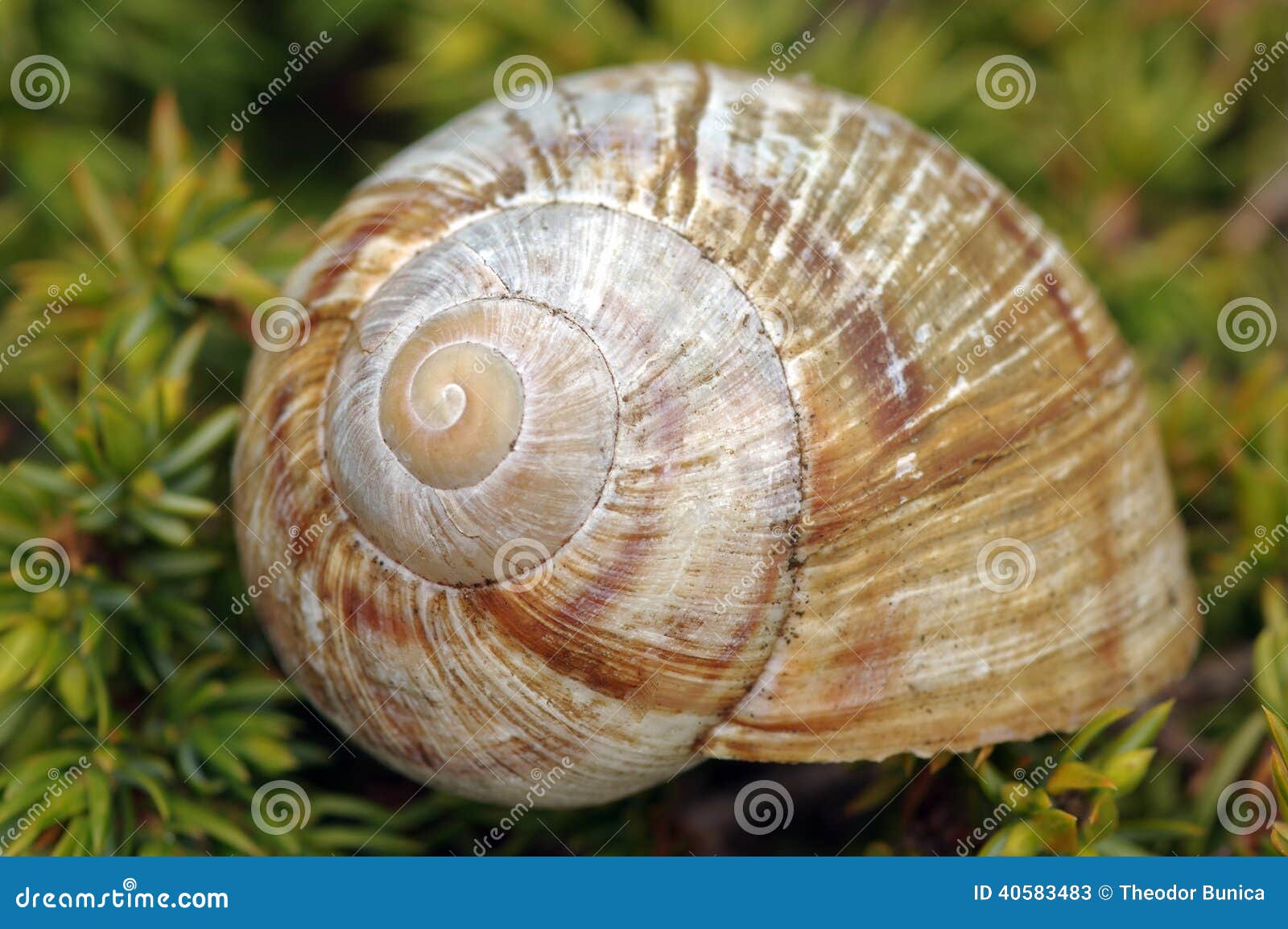 Empty Snailshell Stock Photo Image 40583483