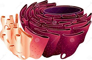 Endoplasmic Reticulum ER Cell Organells