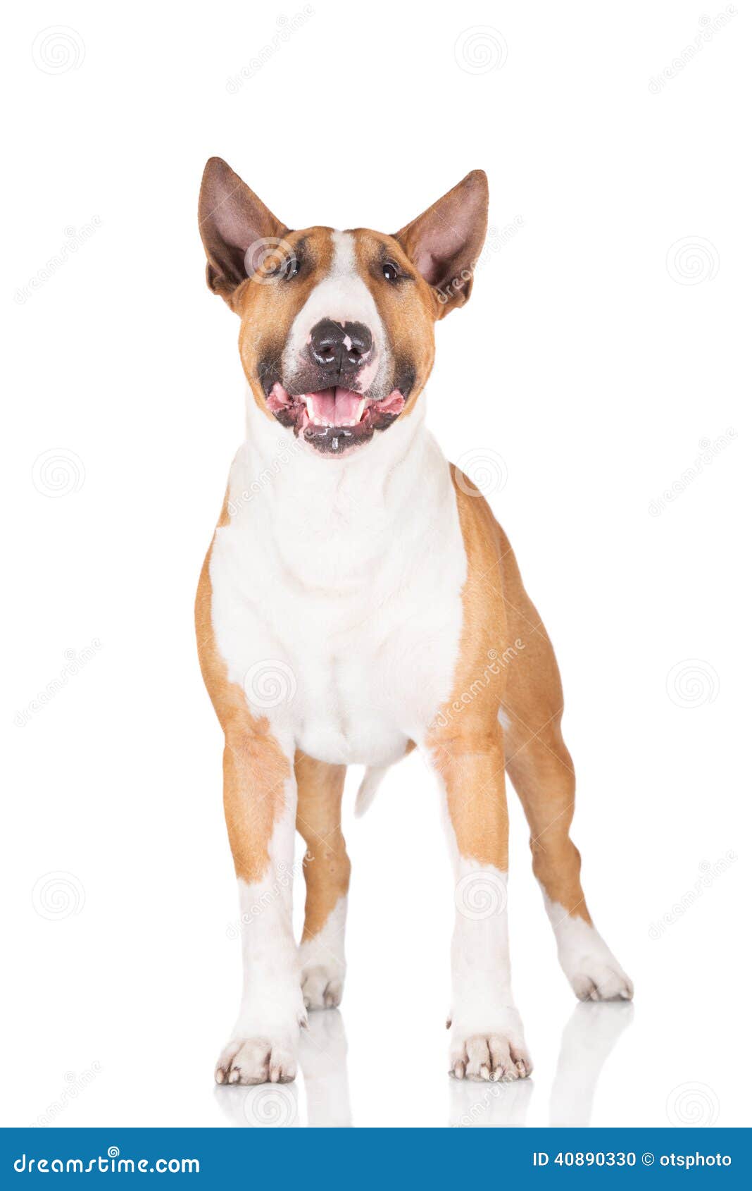 English bull terrier dog - english-bull-terrier-dog-white-40890330