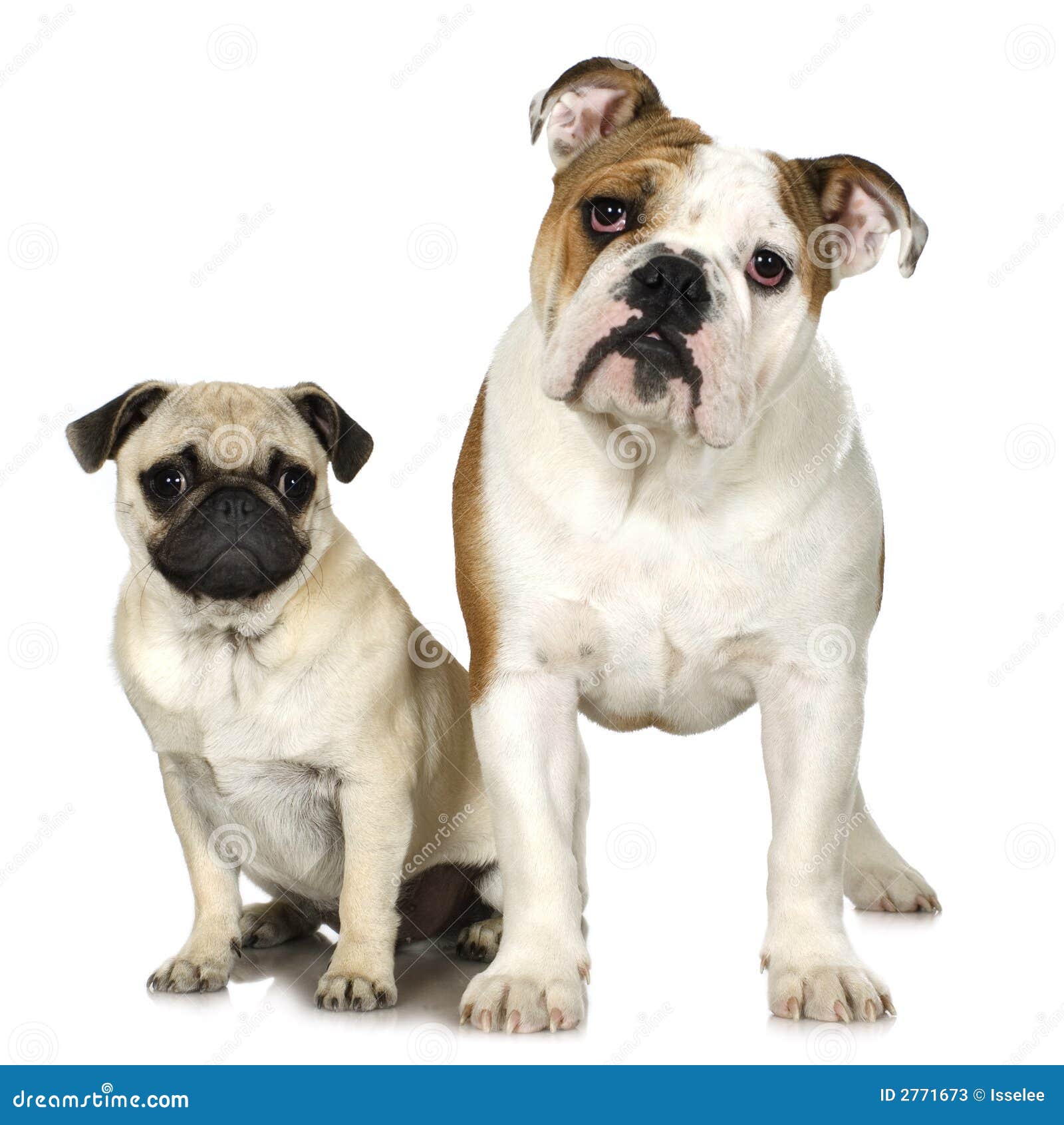 English Bulldog And A Pug Stock Photos Image 2771673