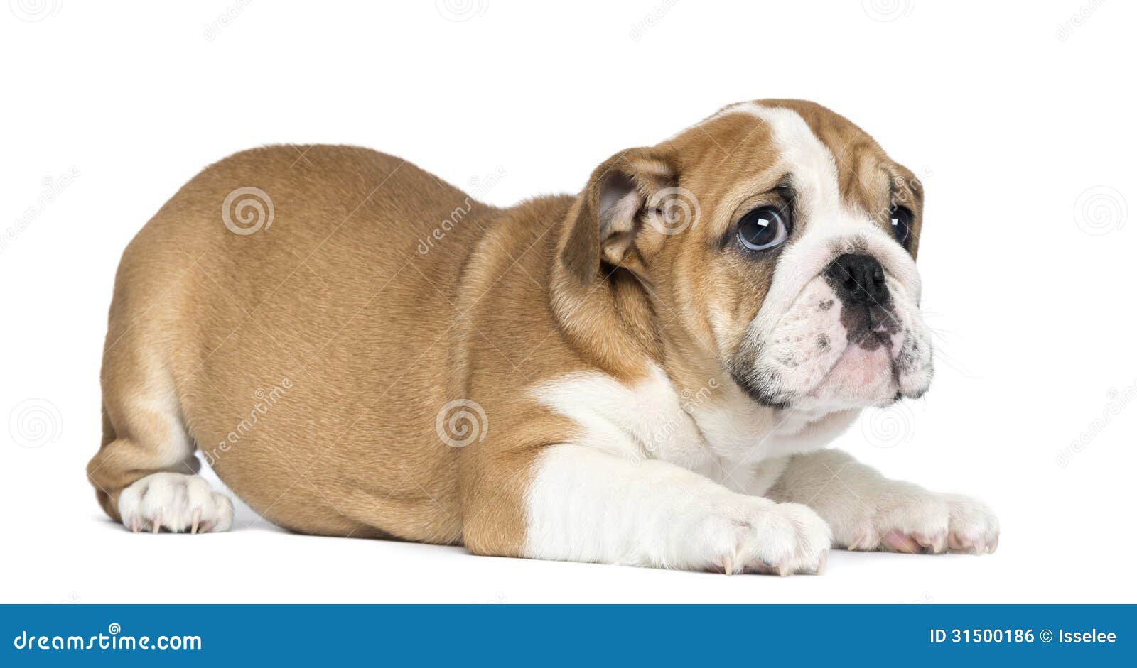 Old English Bulldog Puppies Old English Bulldog Puppies