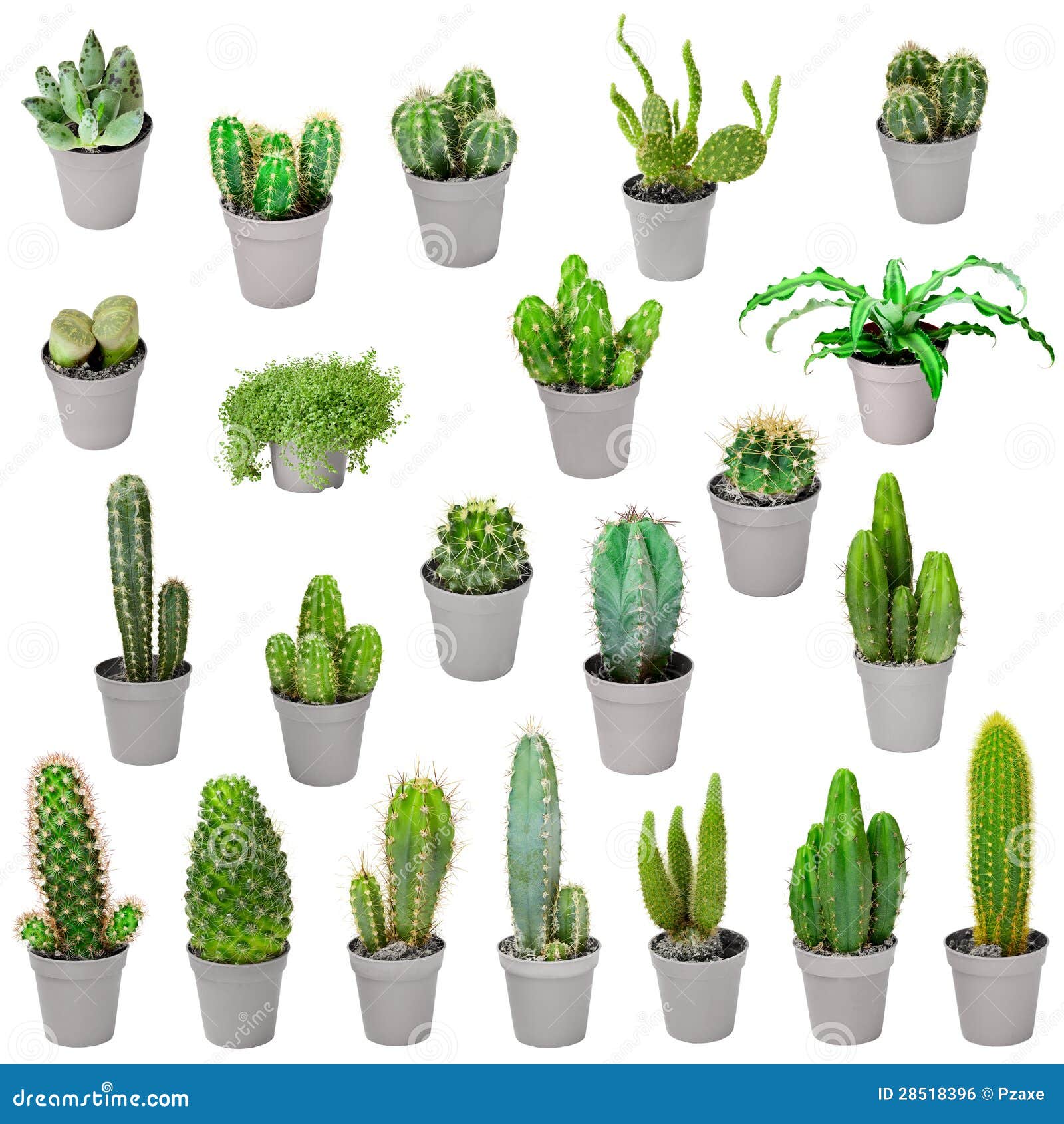 poudre blanche sur plantes d int rieur ensemble de centrales d int 233 rieur dans des bacs cactus d poudre blanche sur plantes d int rieur ensemble de centrales d int 233 rieur dans des bacs cactus d