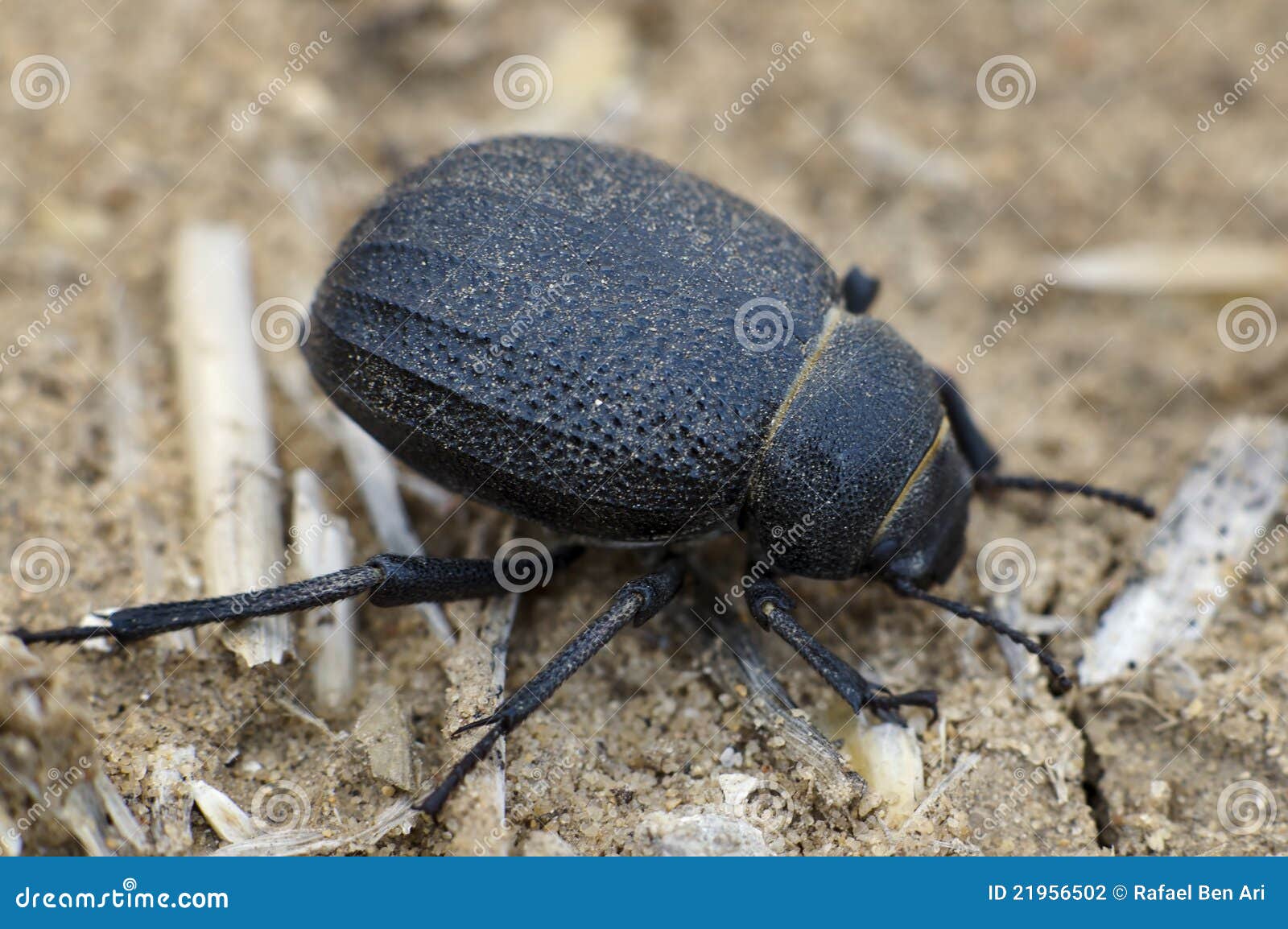 escarabajo-del-desierto-de-namib-21956502.jpg