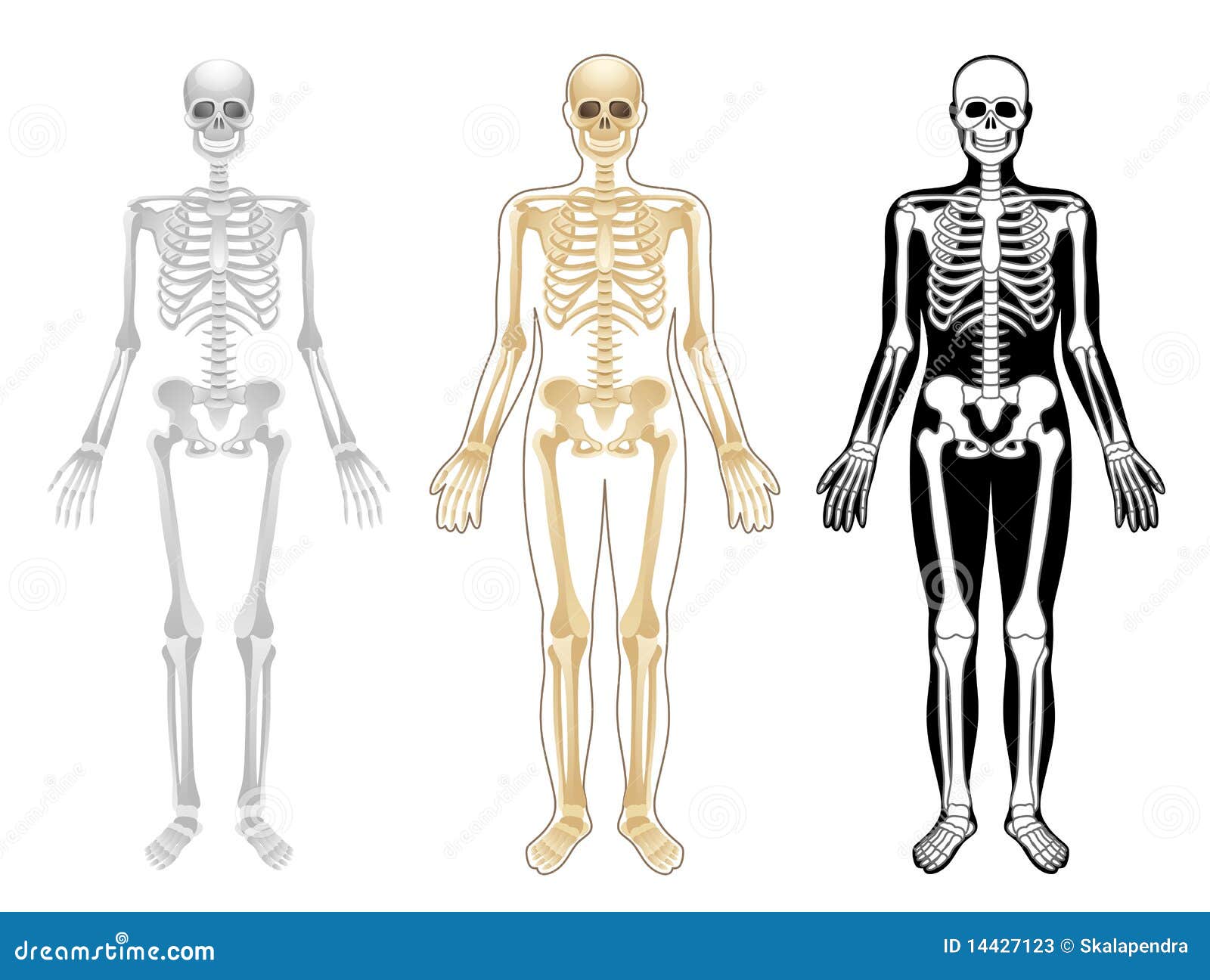 Esqueleto Fotos de archivo - Imagen: 14427123