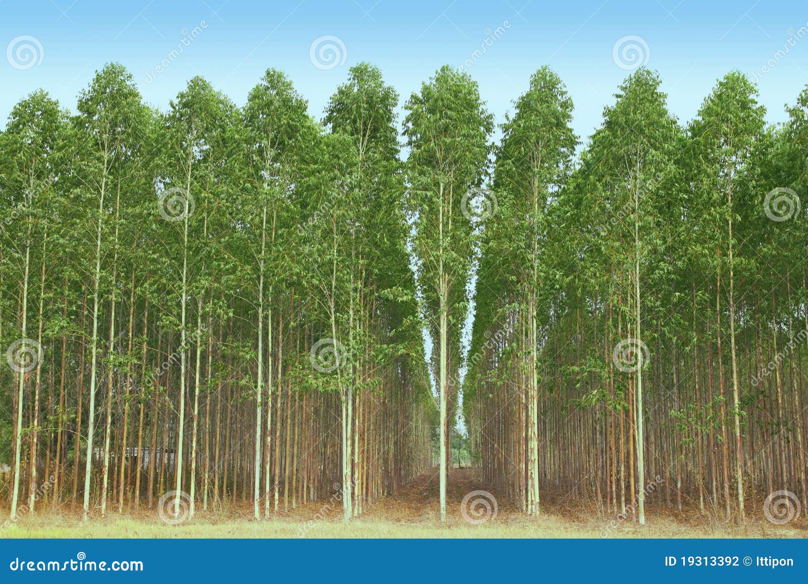 Bouquet Di Fiori Secchi Di Eucalipto - 52 Pezzi Per Decorazioni Matrimoni, Fai Da Te, Aromaterapia - Verde - Foto 11