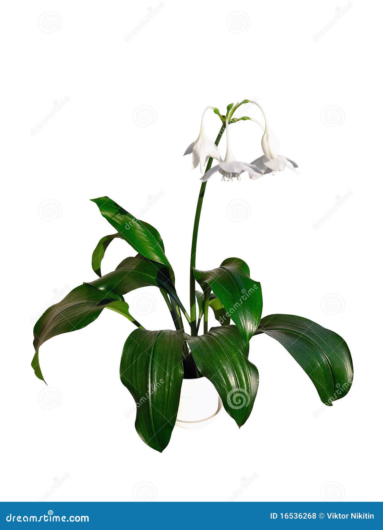  - eucharis-x-grandiflora-16536268