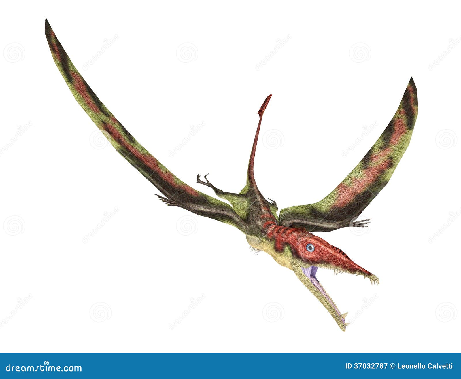 fossil traders amazing prehistoric flying reptile