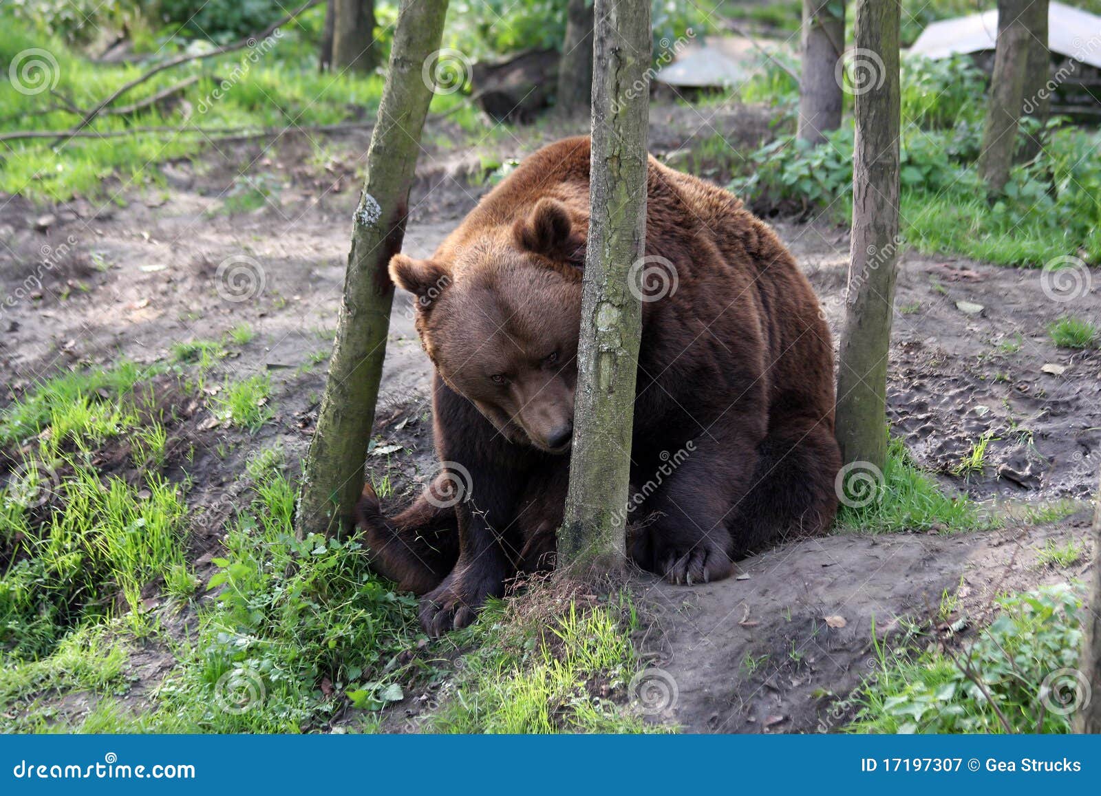 Brown Bear Watching The