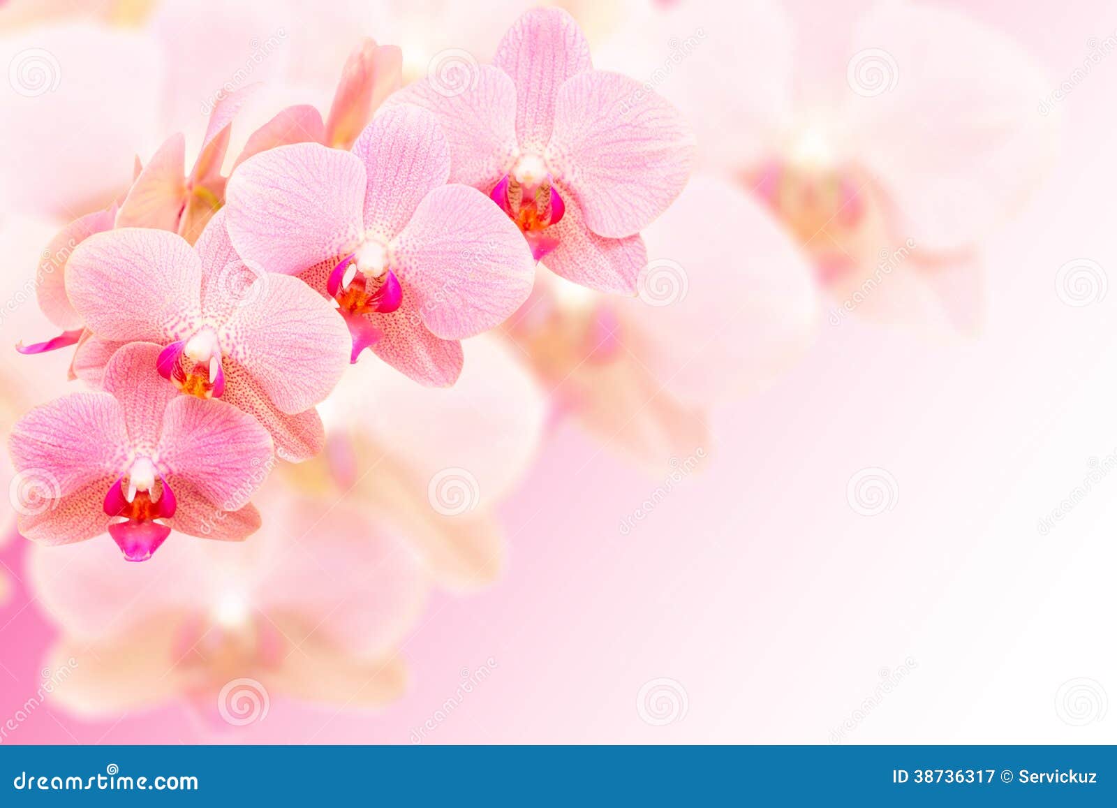 Pink Orchid Background