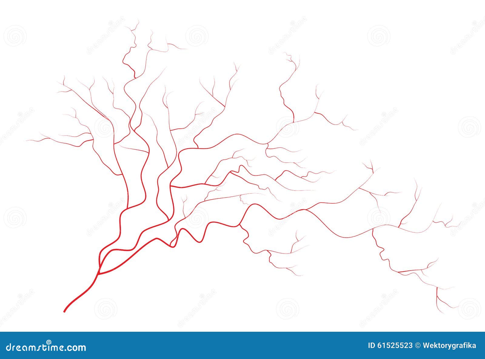 clipart of blood vessels - photo #21