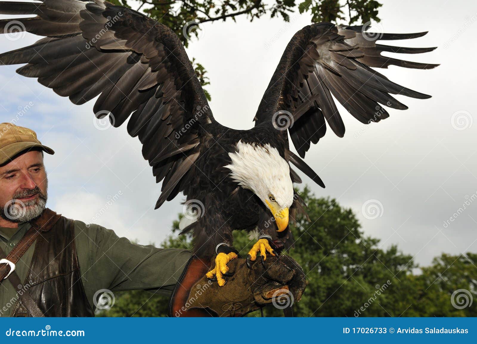 Bald Eagle Eating Meat