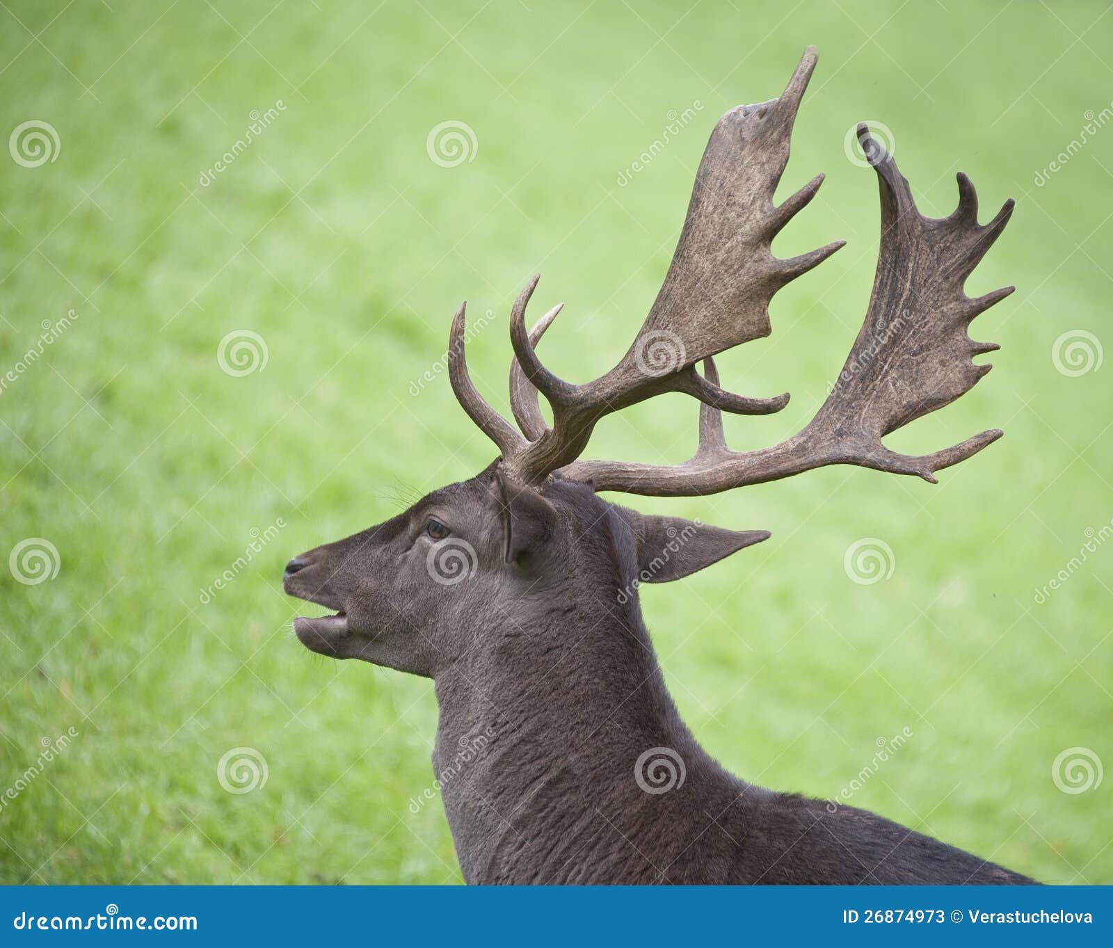 Fallow Deer Head Stock Photos Image 26874973