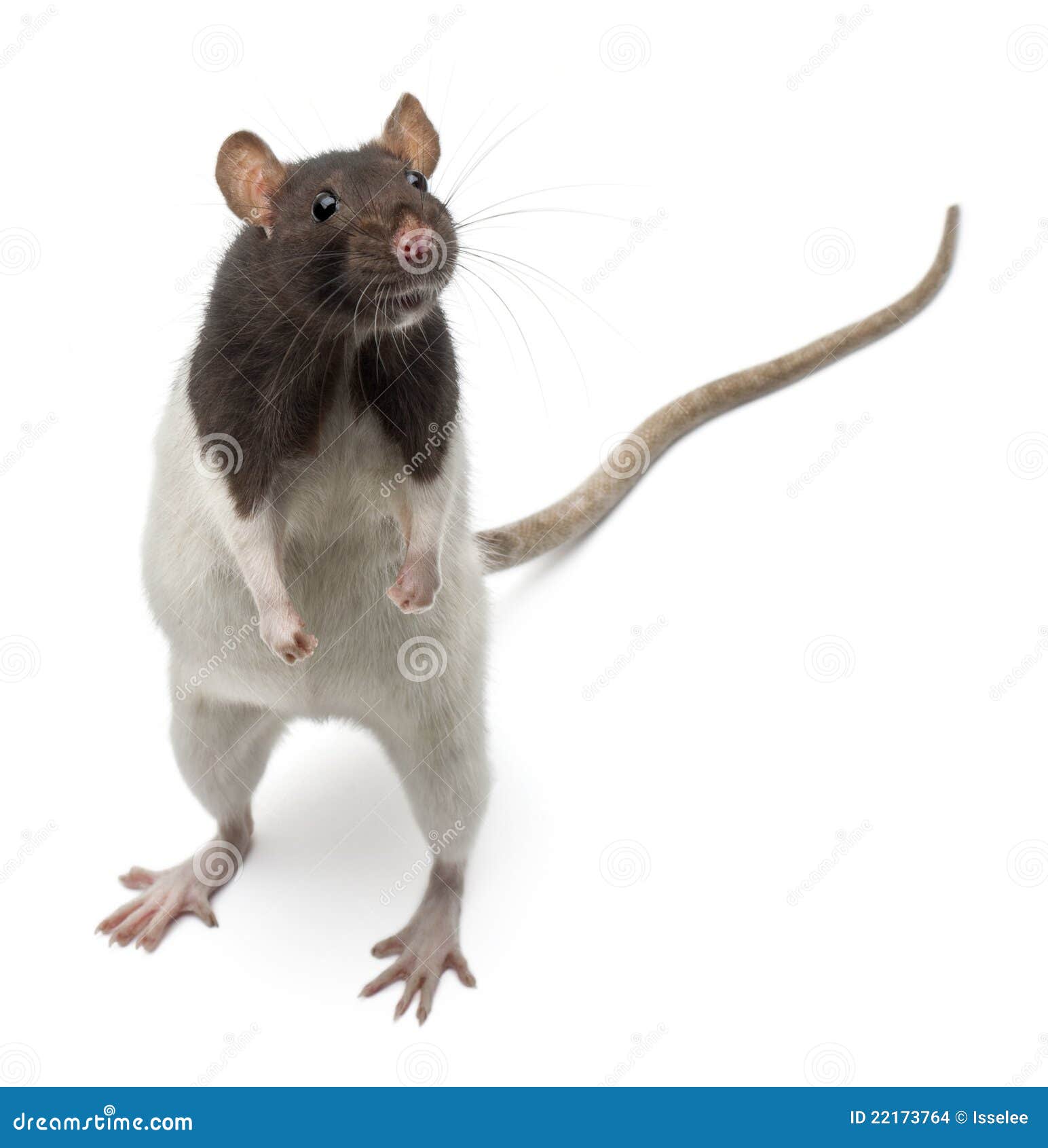 fancy rat standing up front white background 22173764