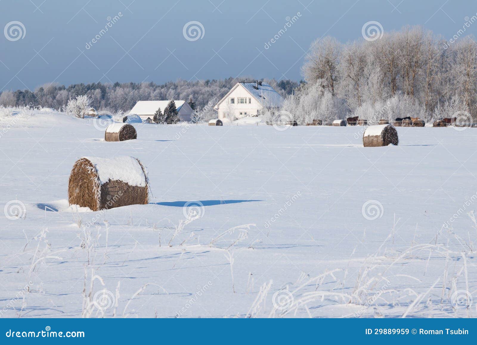 Barns with Horses in Snow