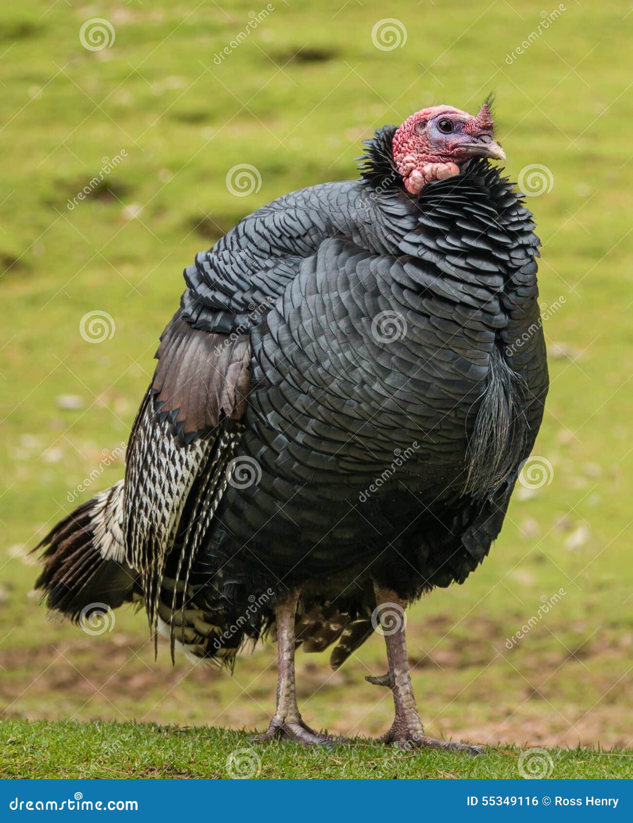 Fat Turkey 51