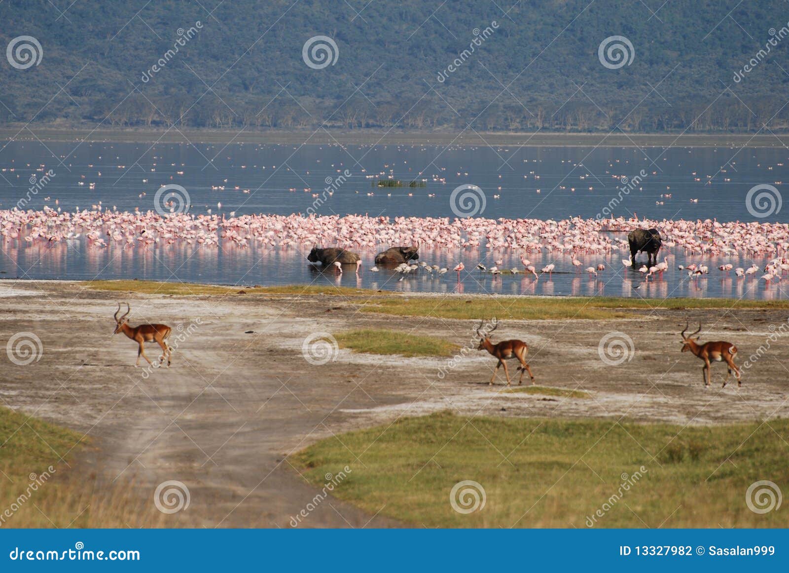 FAUNA LAGO fauna lago: