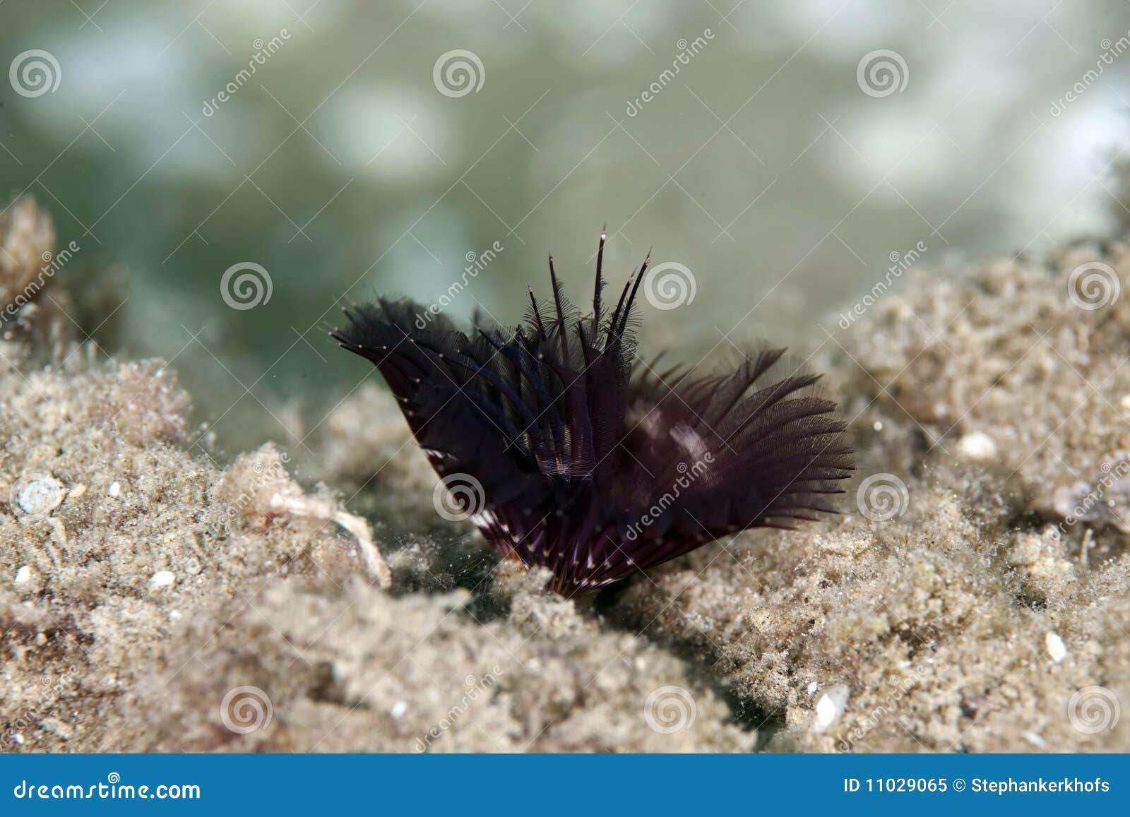 Feather Duster Worm Royalty Free Stock Photo Image 11029065