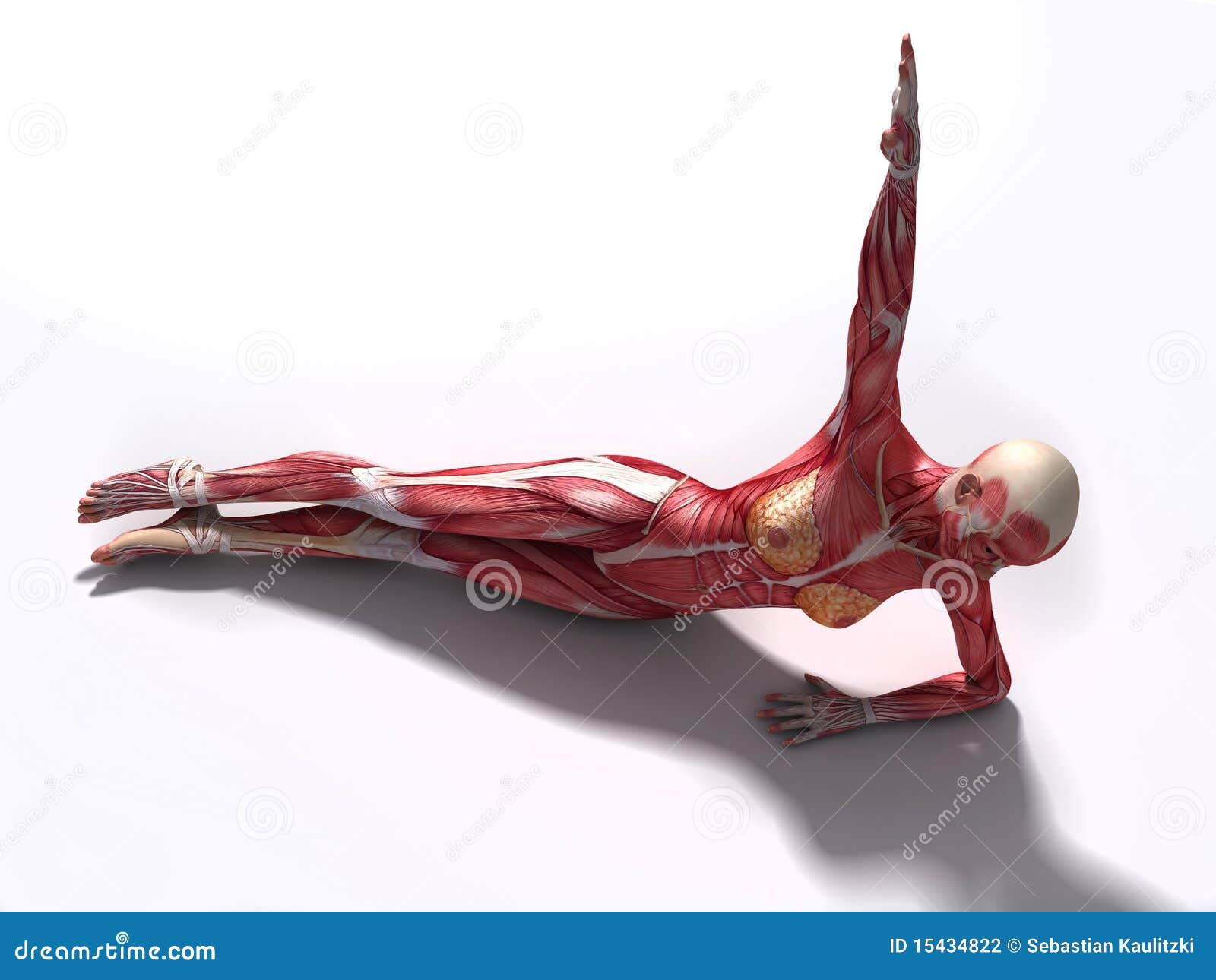 Female Abs Workout Stock Photography - Image: 15434822