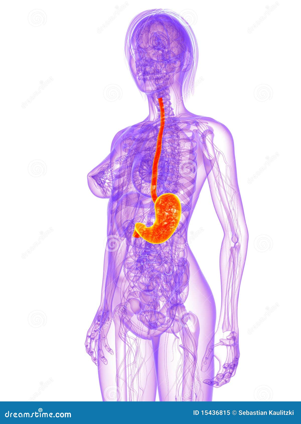 Female Anatomy - Stomach Royalty Free Stock Photo - Image: 15436815