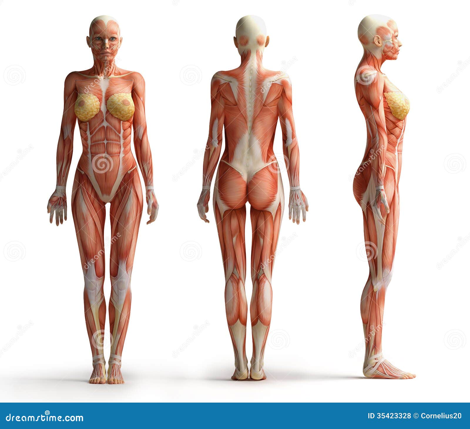 female-anatomy-view-front-back-side-35423328.jpg