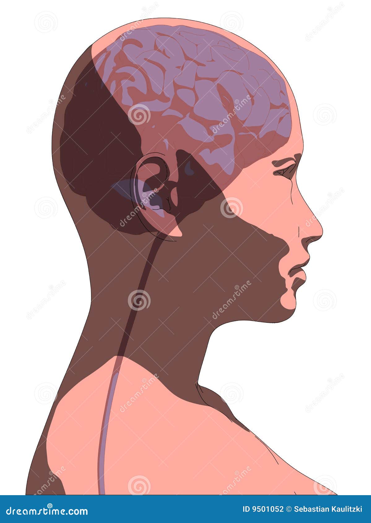 Female Brain Stock Photography - Image: 9501052