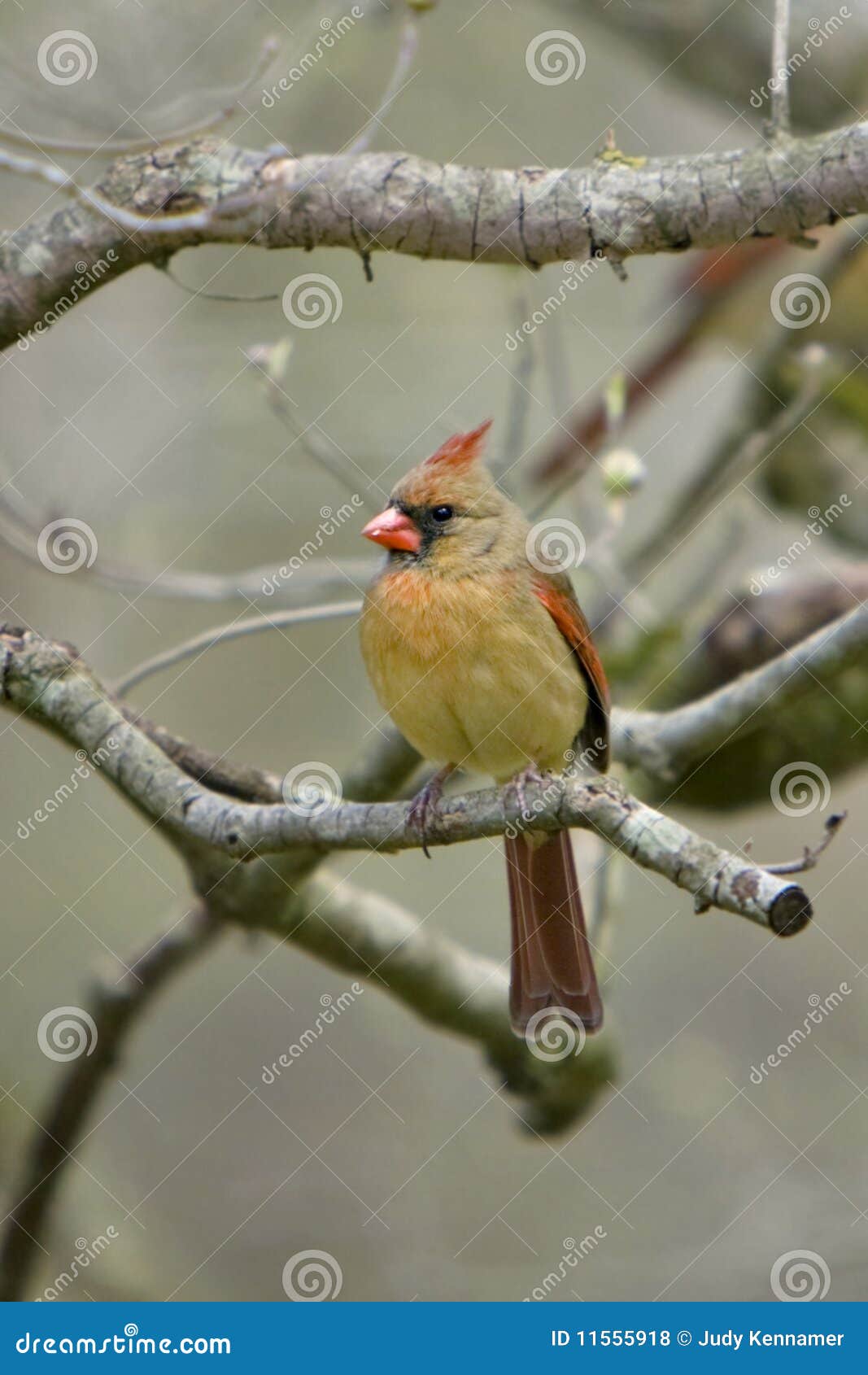 beautiful northern cardinal sitting in bare dogwood tree cardinal on limb royalty free stock photos image 11555918 beautiful northern cardinal sitting in bare dogwood tree cardinal on limb royalty free stock photos image 11555918