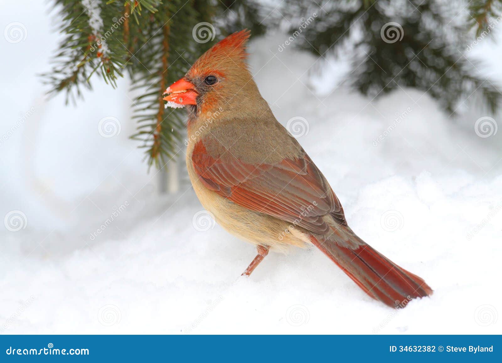 snow bird clip art - photo #34