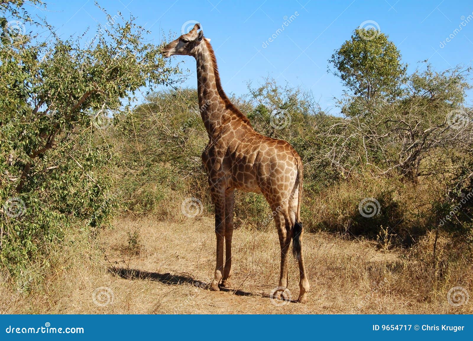 Female Giraffe In Africa Royalty Free Stock Photography - Image: 9654717