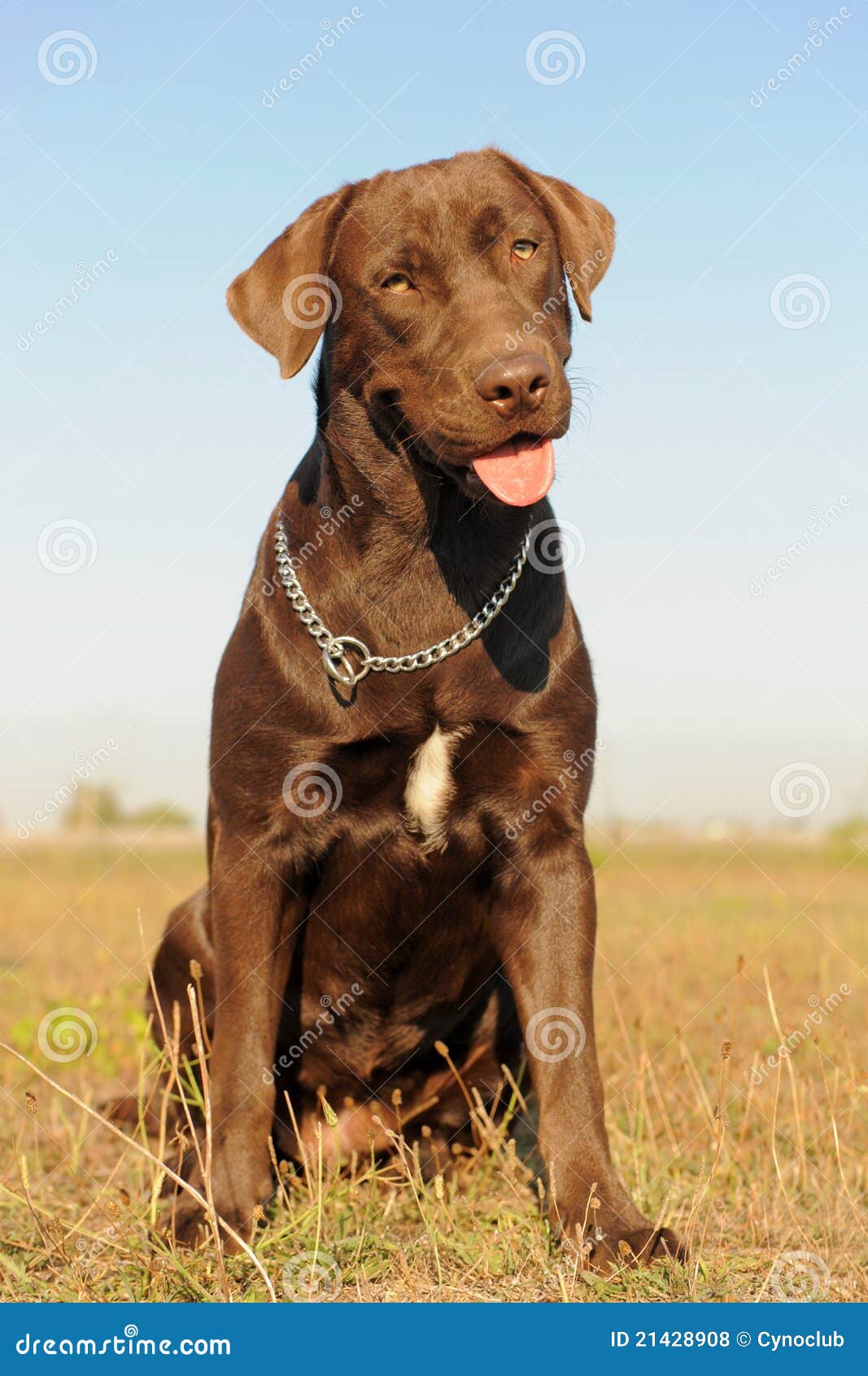 Female Labrador Retriever Royalty Free Stock Photos - Image: 21428908