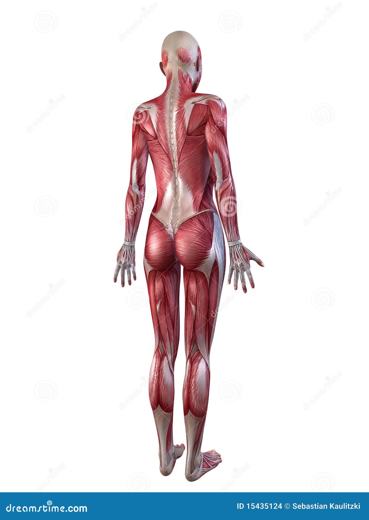 Muscular System Demonstration 115