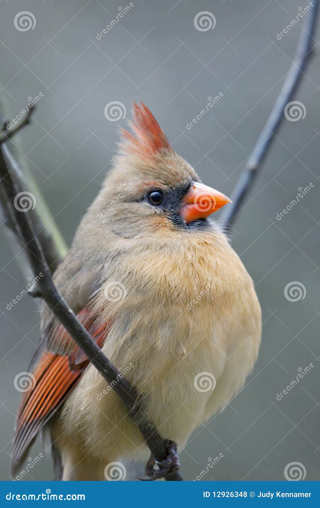 beautiful northern cardinal sitting in bare dogwood tree northern cardinal bird royalty free stock photos image 12926348 beautiful northern cardinal sitting in bare dogwood tree northern cardinal bird royalty free stock photos image 12926348