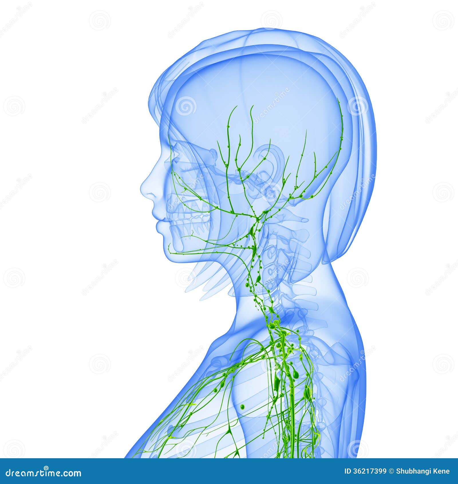 Female Side View Lymphatic System Royalty Free Stock Images Image