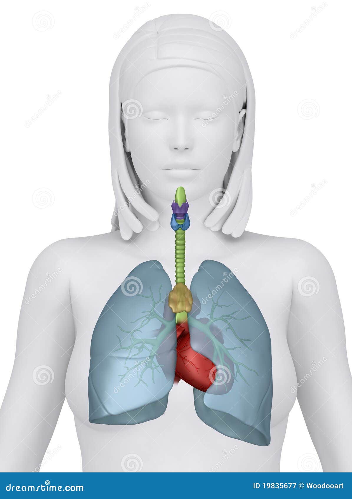 Female Thorax Organs - Anterior View Royalty Free Stock Photography