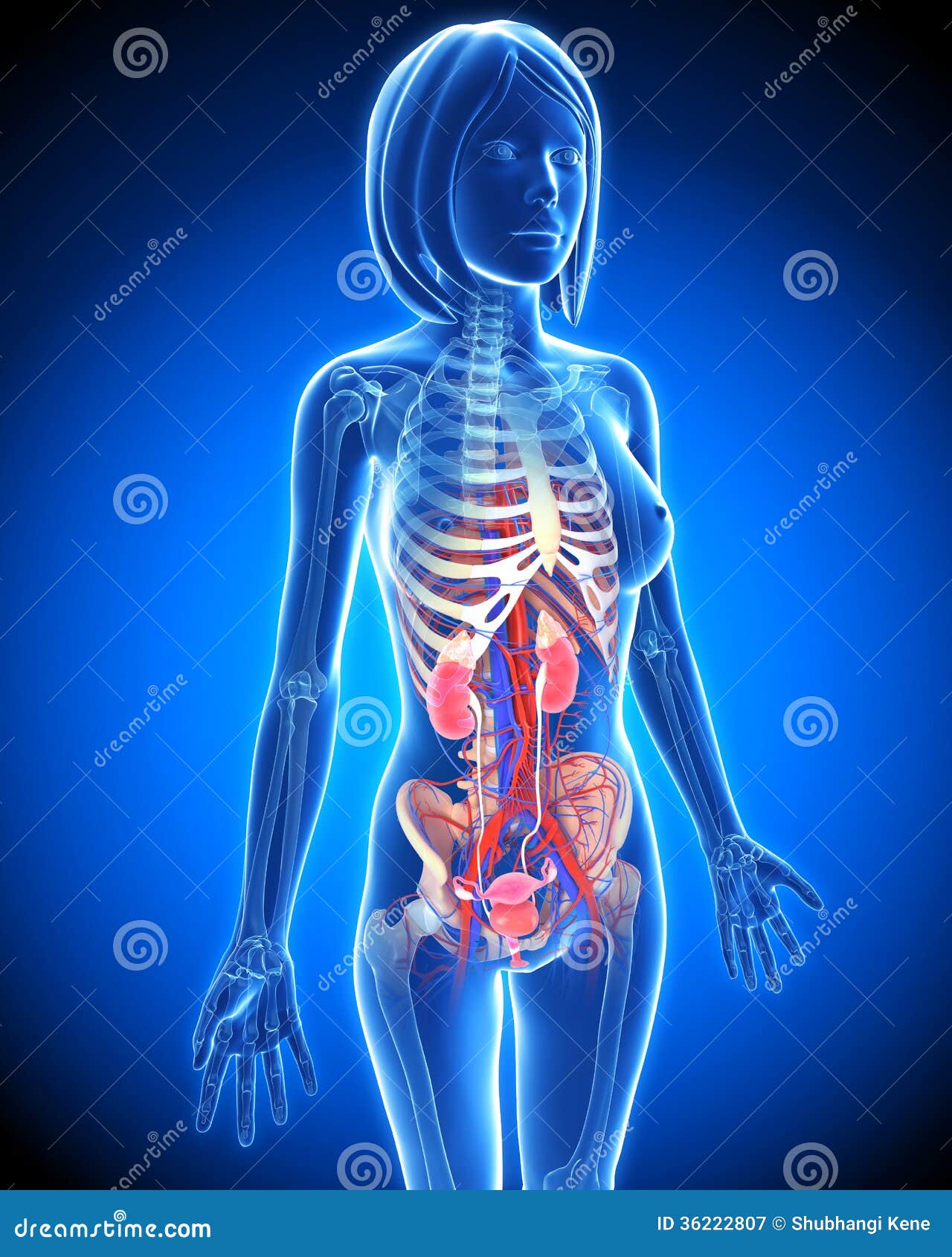 Female Urinary System In Blue X-ray Loop Royalty Free Stock Photography