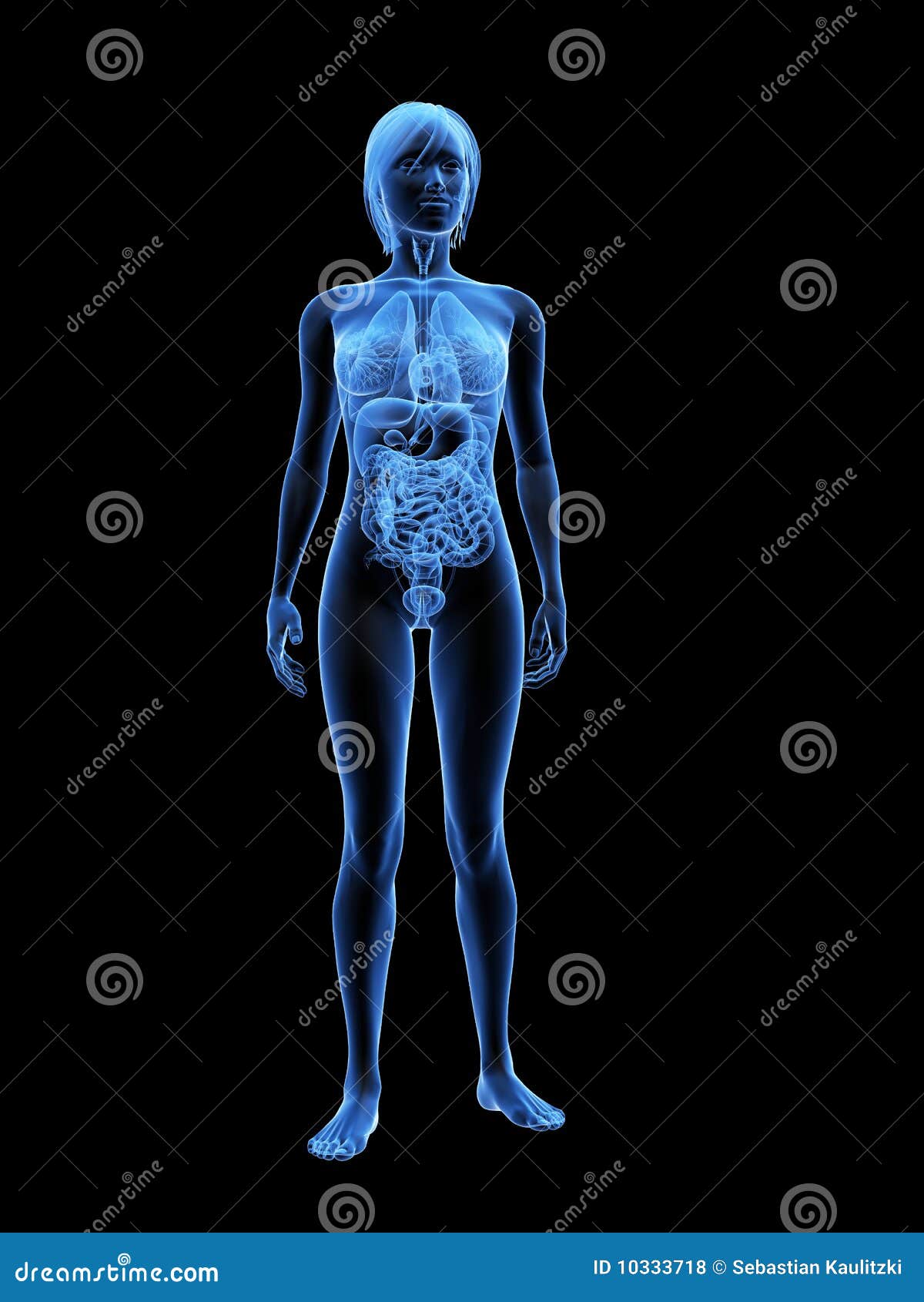 Female X-ray Anatomy Royalty Free Stock Photos - Image: 10333718