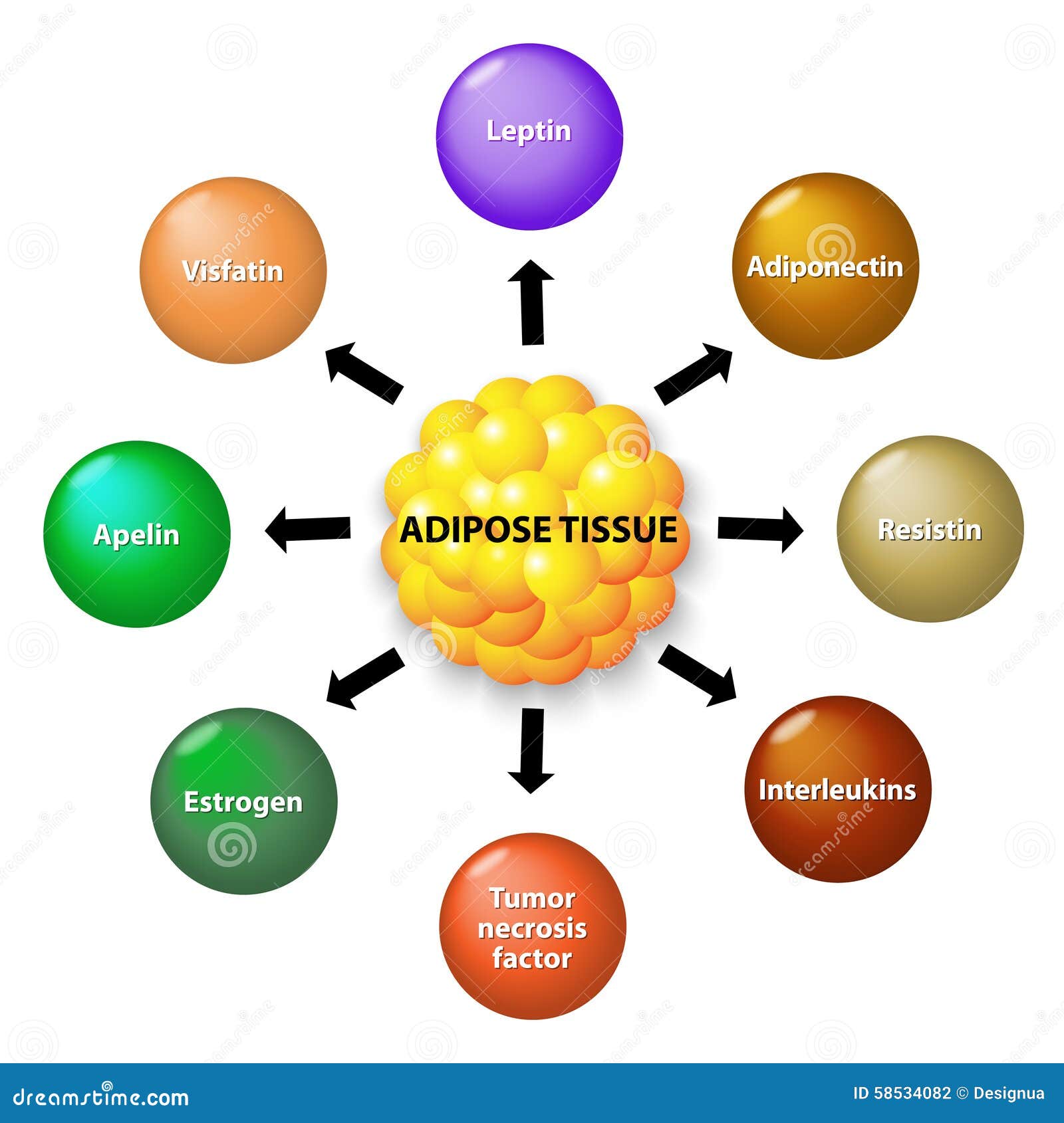 download heckes theory of modular forms and dirichlet