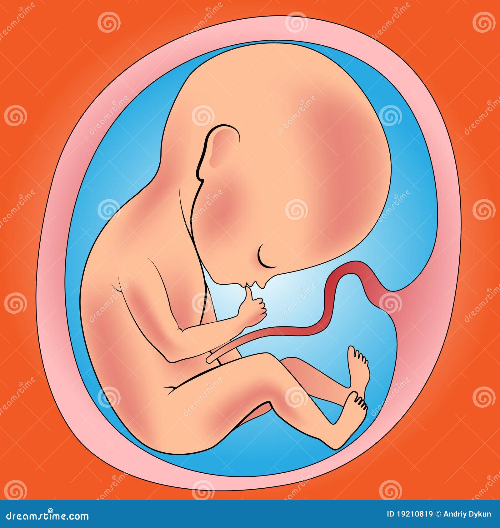 free clipart baby in womb - photo #33