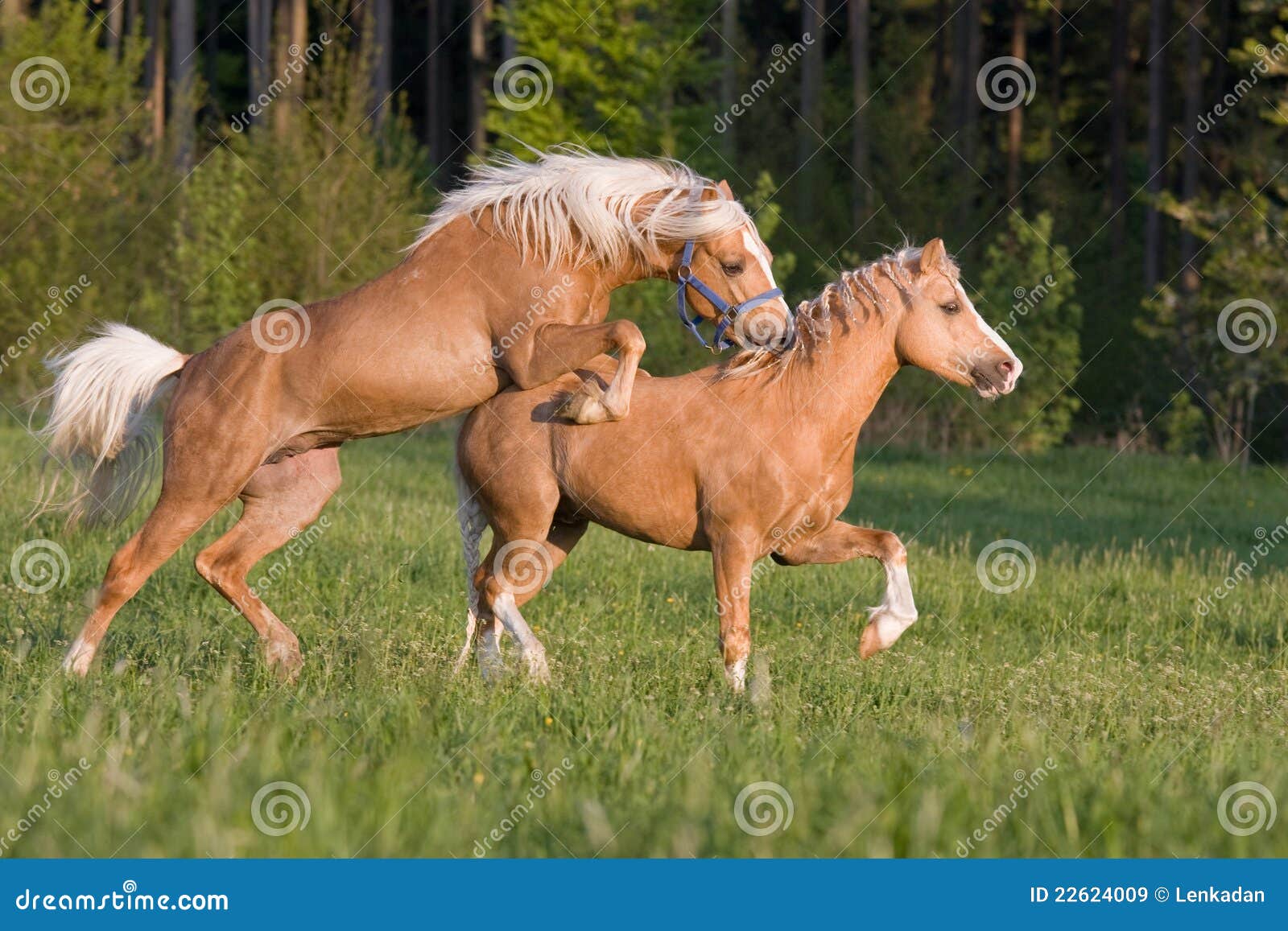 Belgian Horse pictures and information Belgian Horse pictures and information