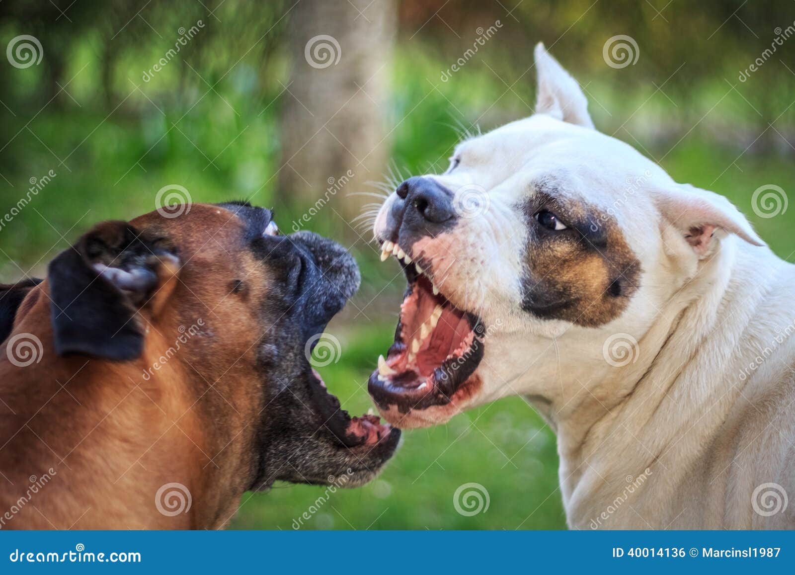 barks at other dogs fighting dogs stock photo image 40014136 barks at other dogs fighting dogs stock photo image 40014136